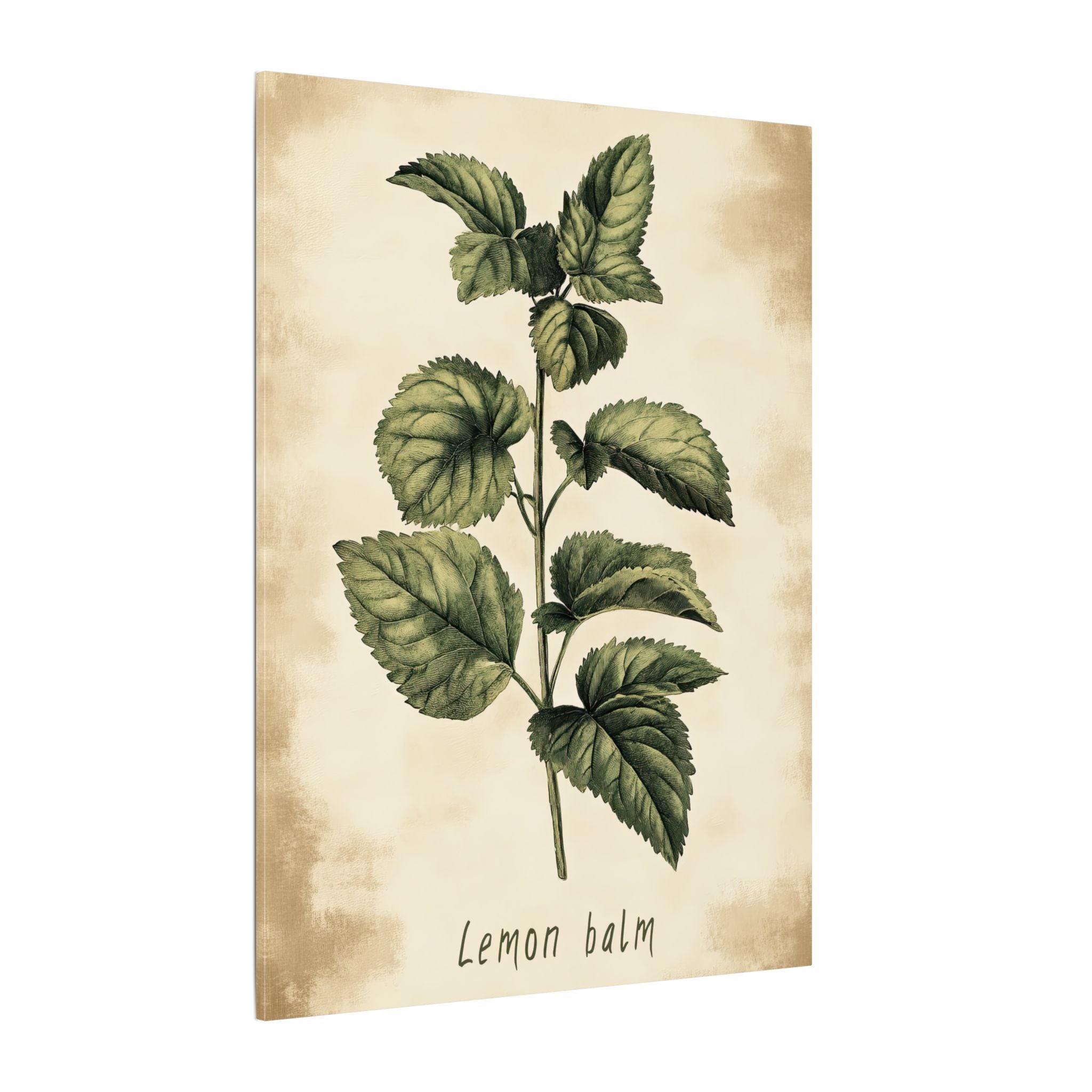 .75" Matte Canvas - Botanical Lemon Balm Study