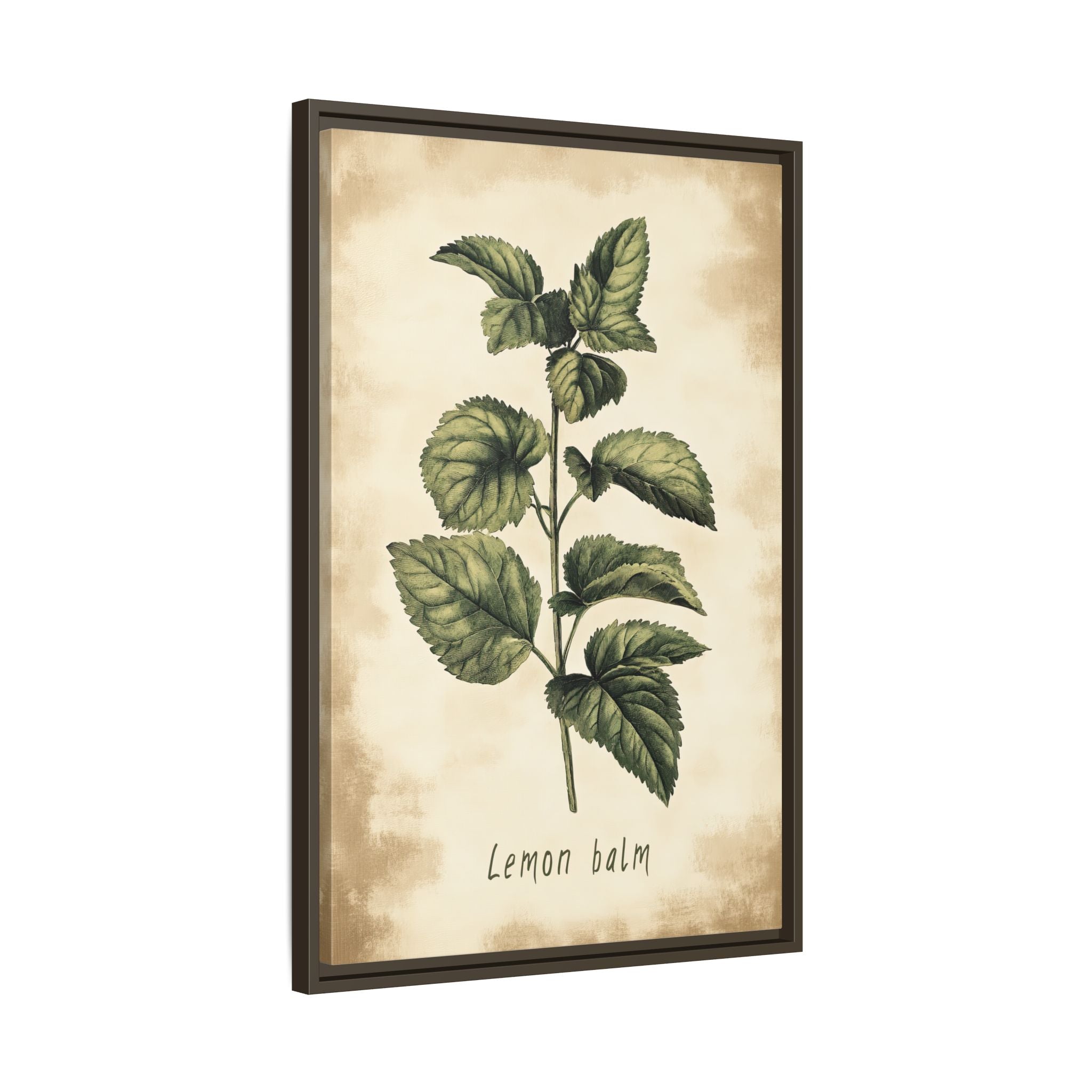 Framed Canvas - Botanical Lemon Balm Study