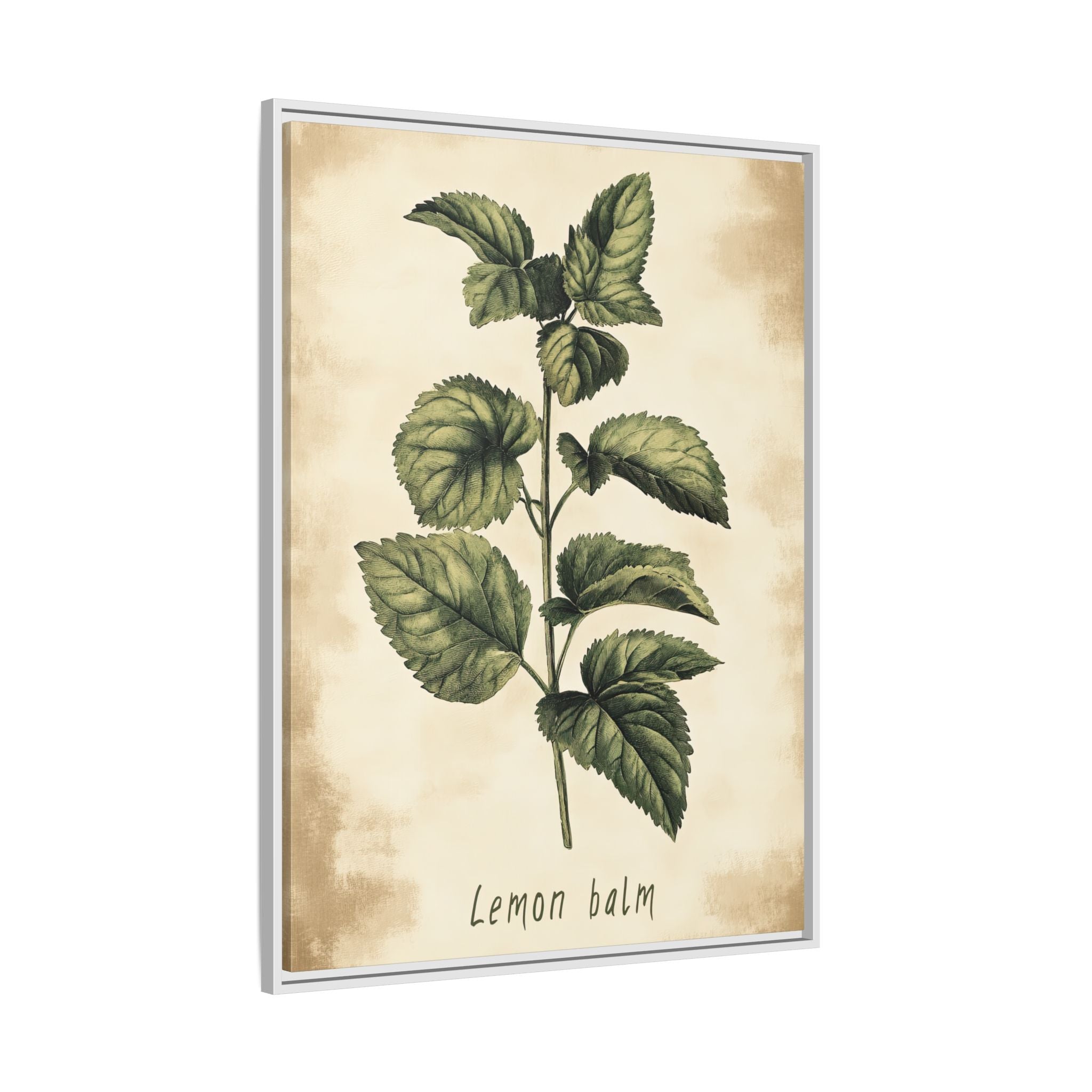 Framed Canvas - Botanical Lemon Balm Study