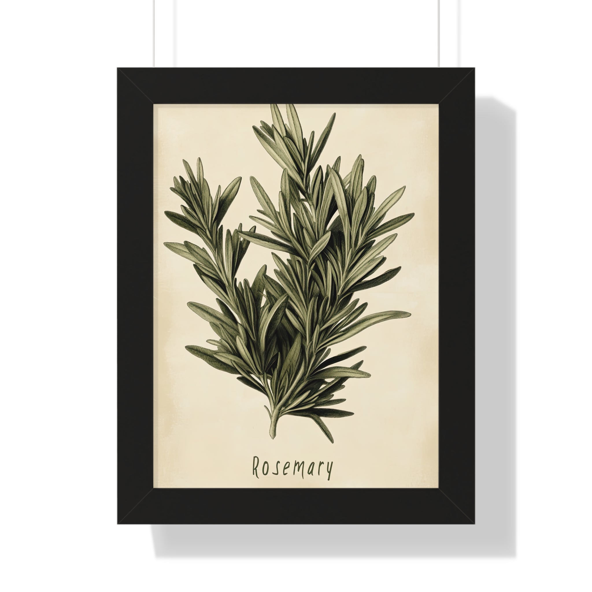 Framed Paper Print - Botanical Rosemary Study