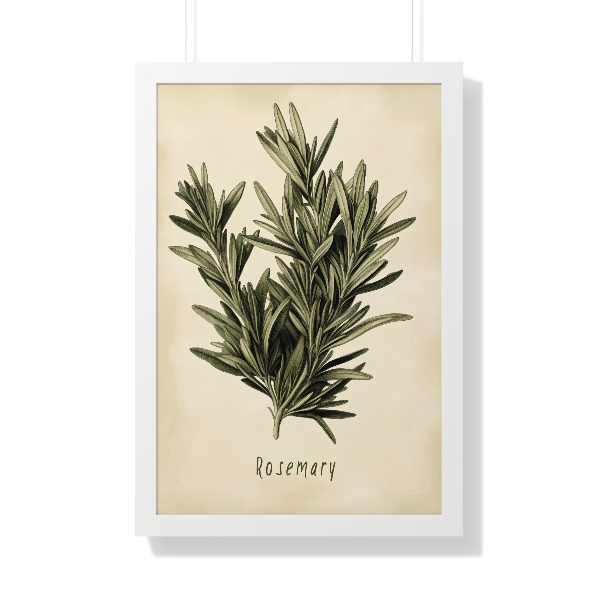 Framed Paper Print - Botanical Rosemary Study