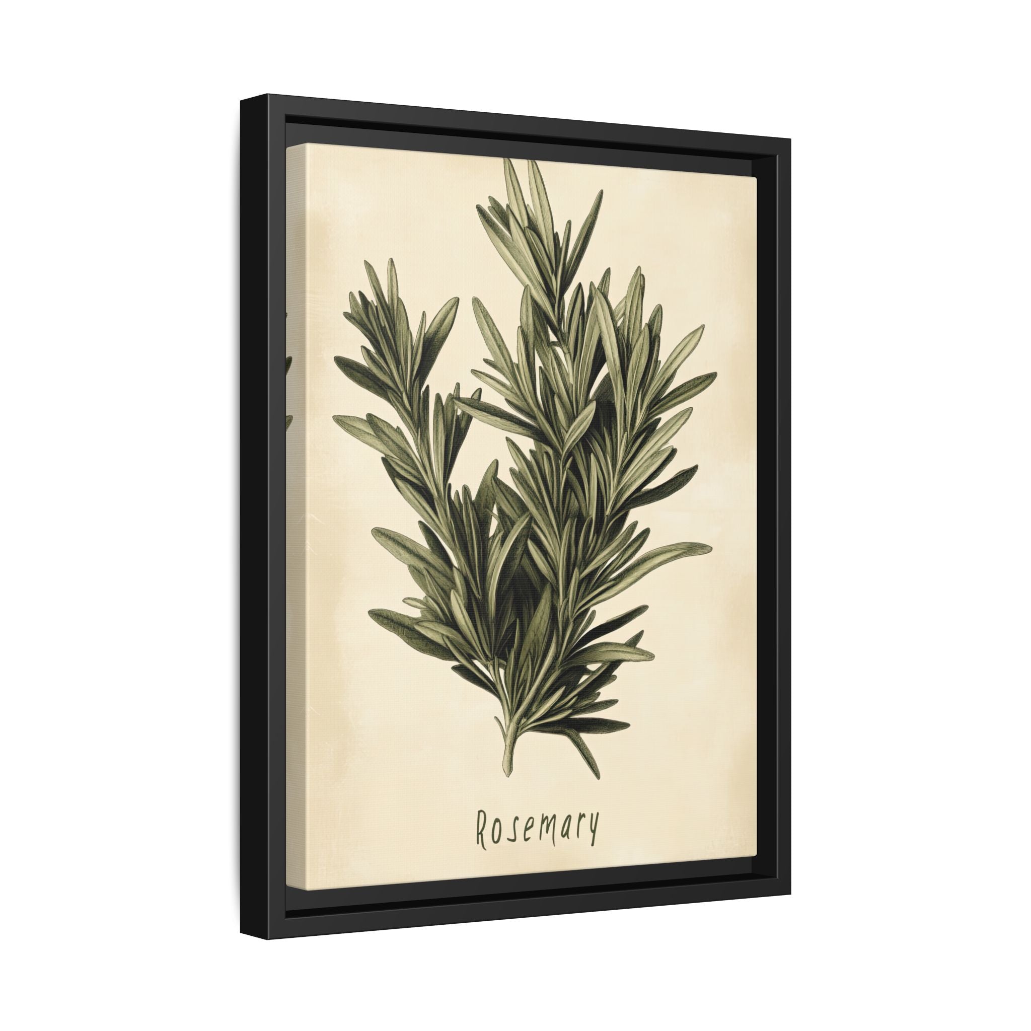 Framed Canvas - Botanical Rosemary Study