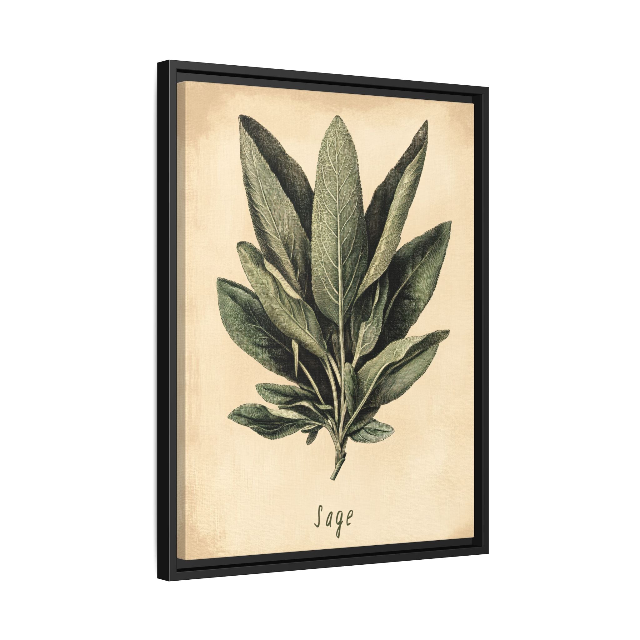 Framed Canvas - Botanical Sage Study