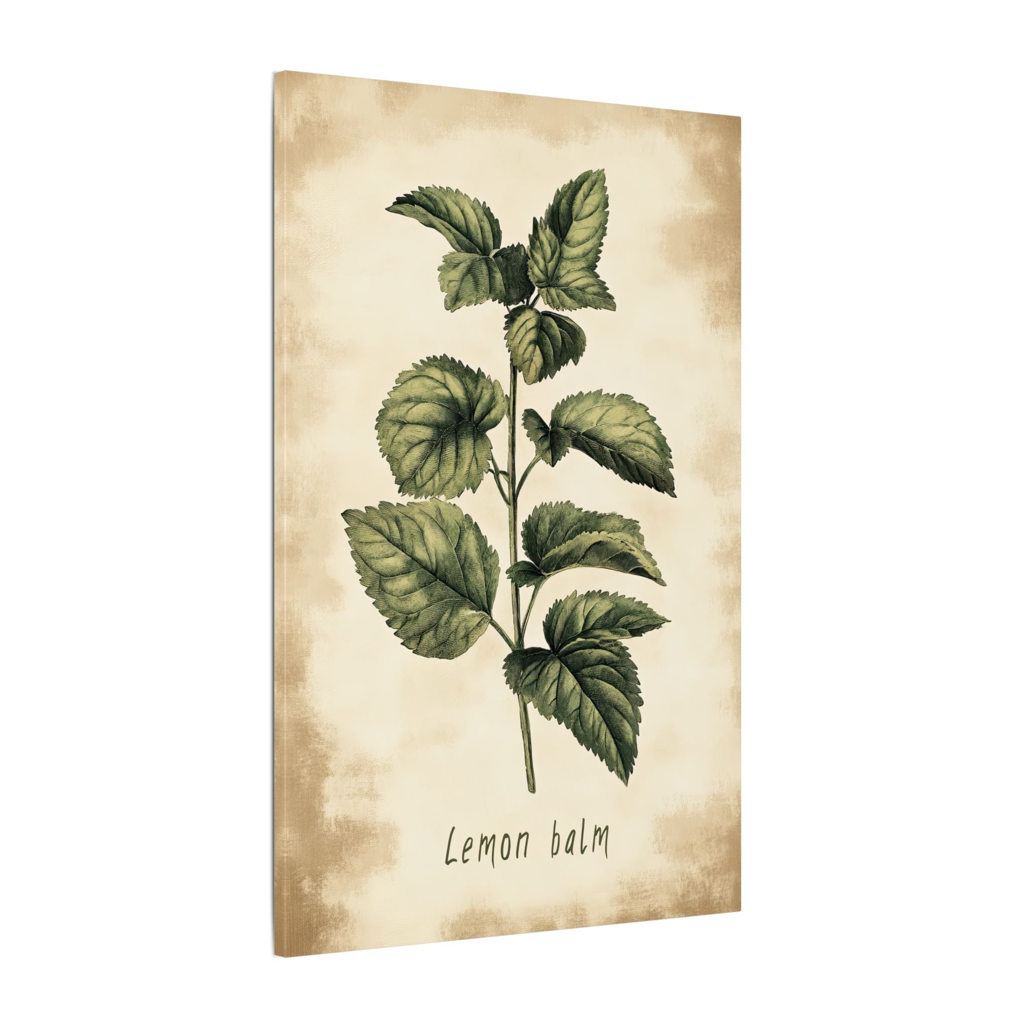 .75" Matte Canvas - Botanical Lemon Balm Study