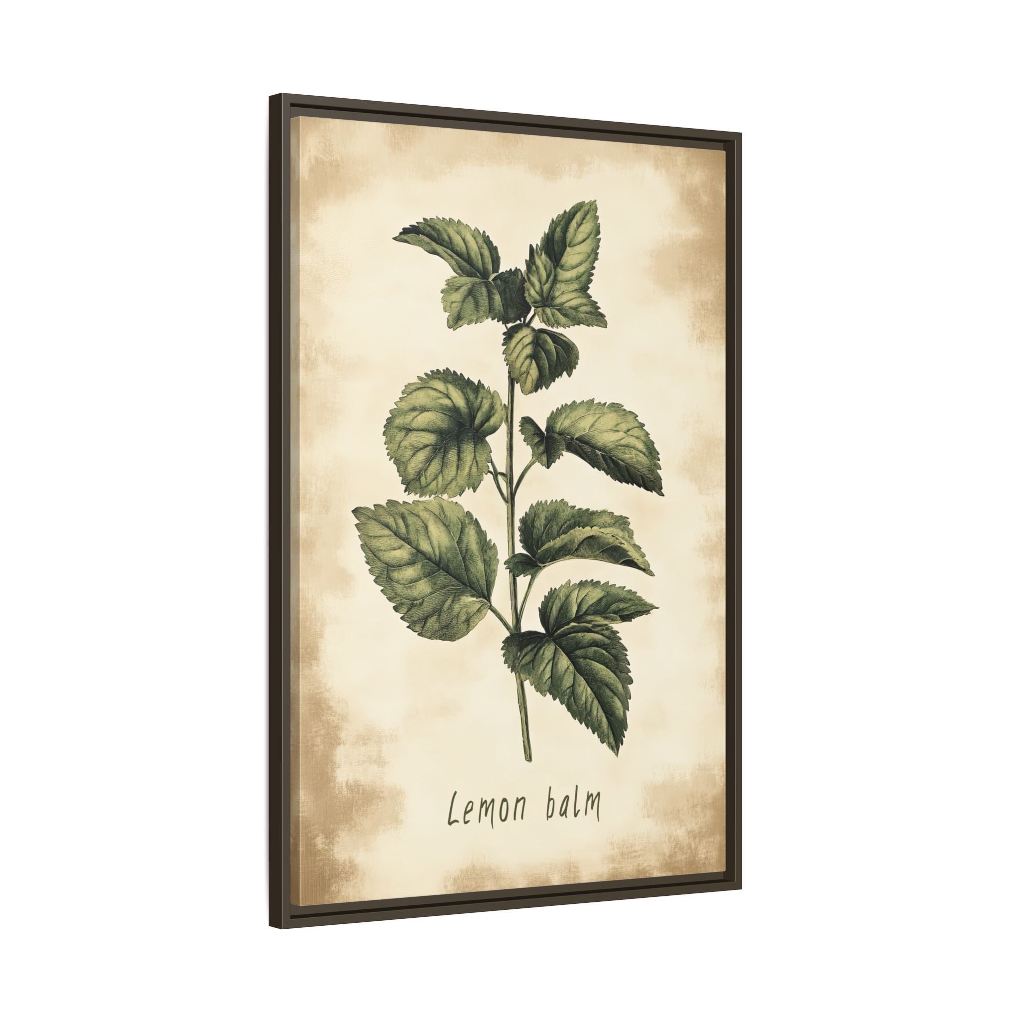 Framed Canvas - Botanical Lemon Balm Study
