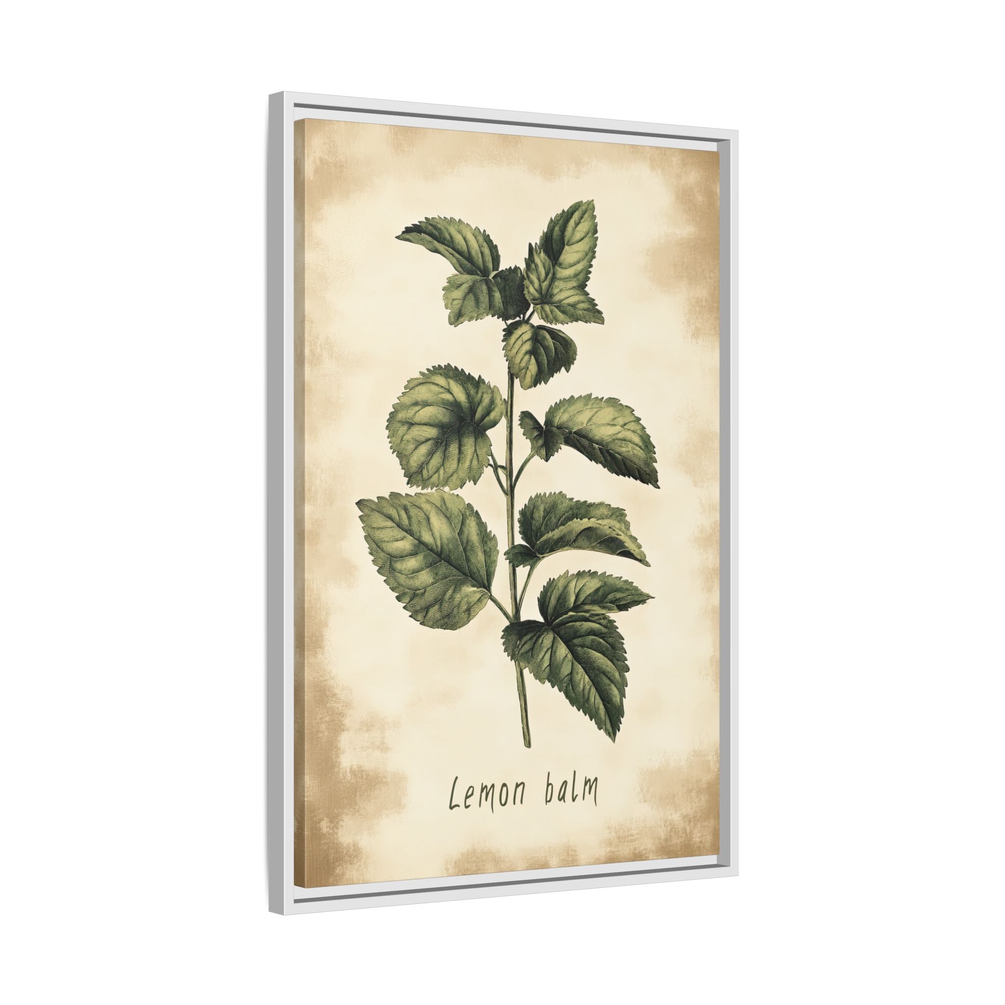 Framed Canvas - Botanical Lemon Balm Study