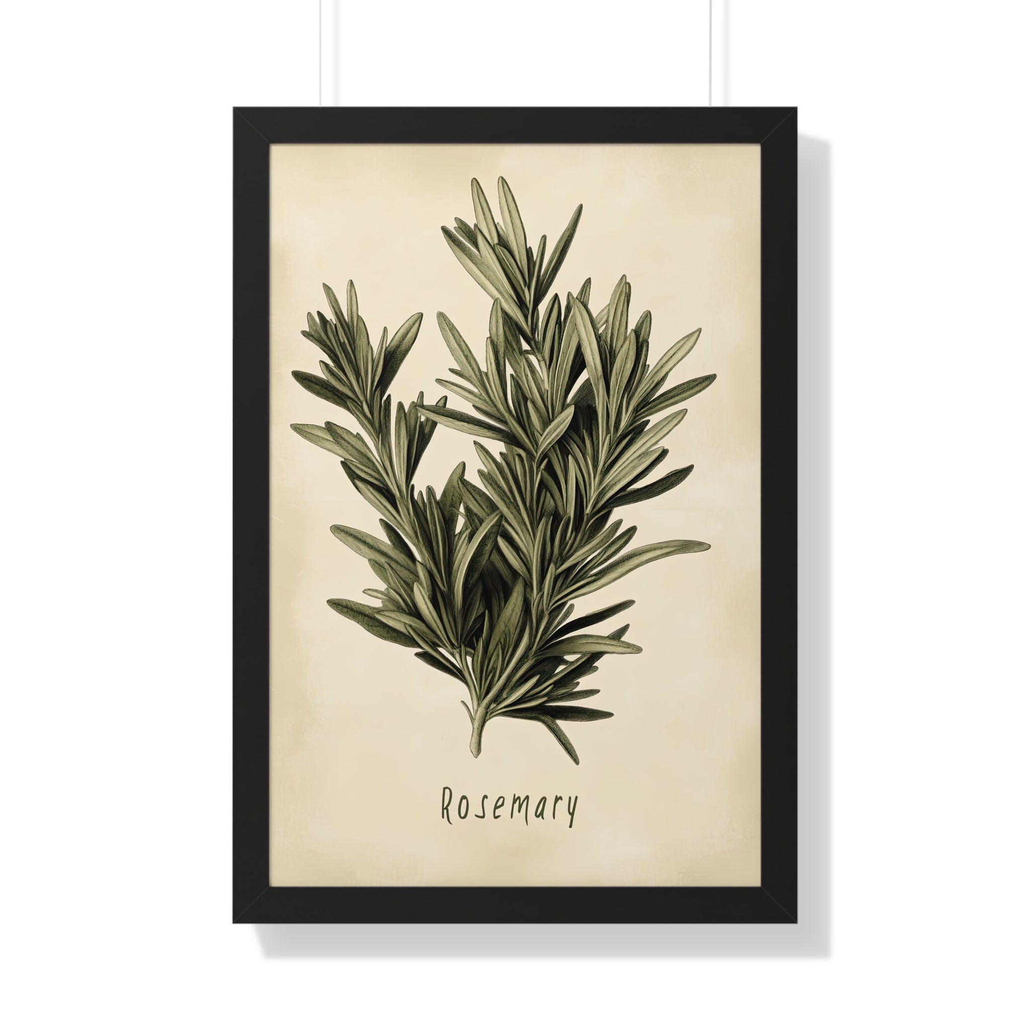 Framed Paper Print - Botanical Rosemary Study