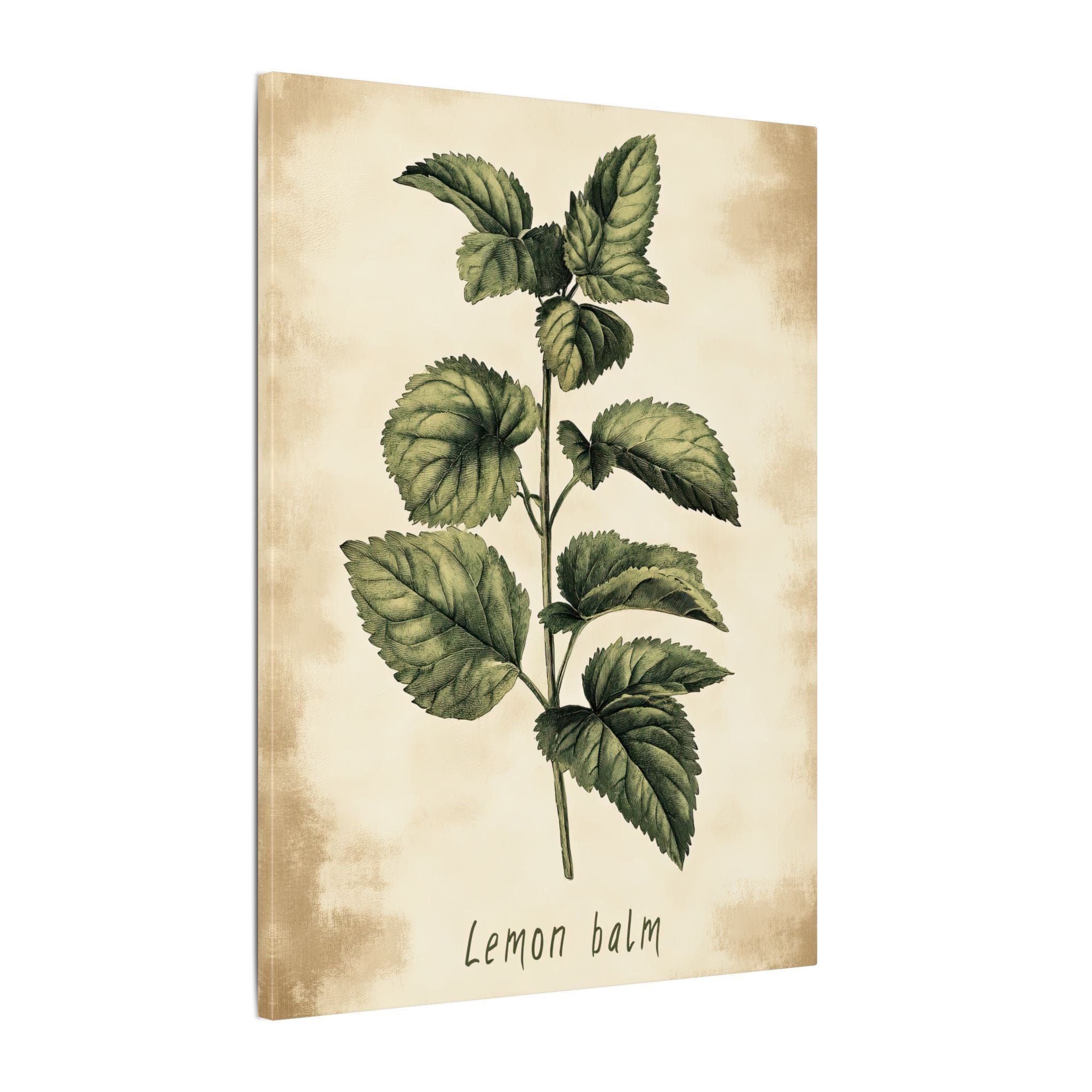 .75" Matte Canvas - Botanical Lemon Balm Study