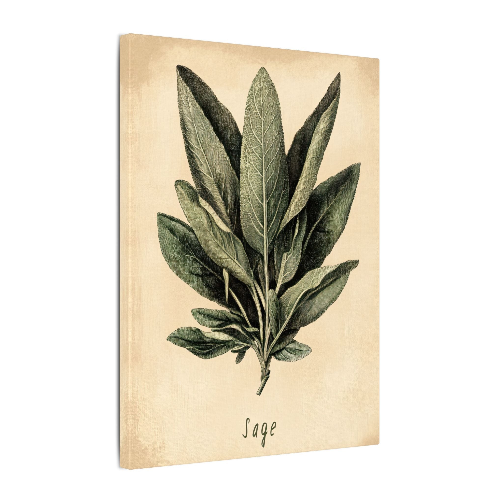 .75" Matte Canvas - Botanical Sage Study