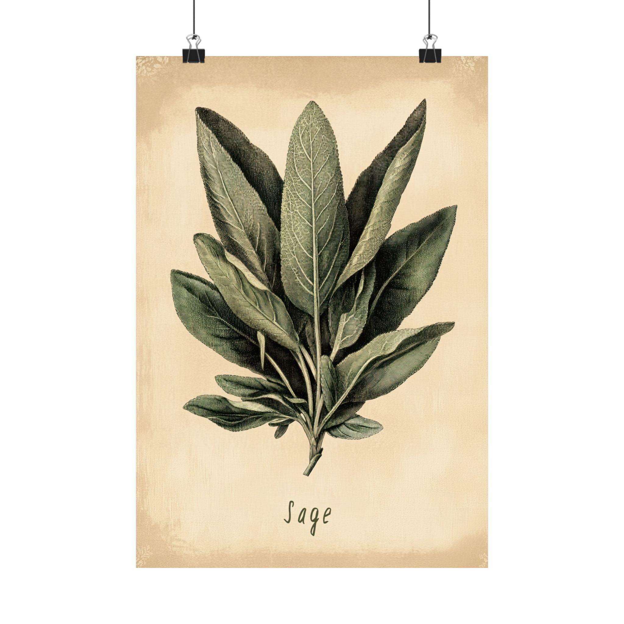 Botanical Sage Study