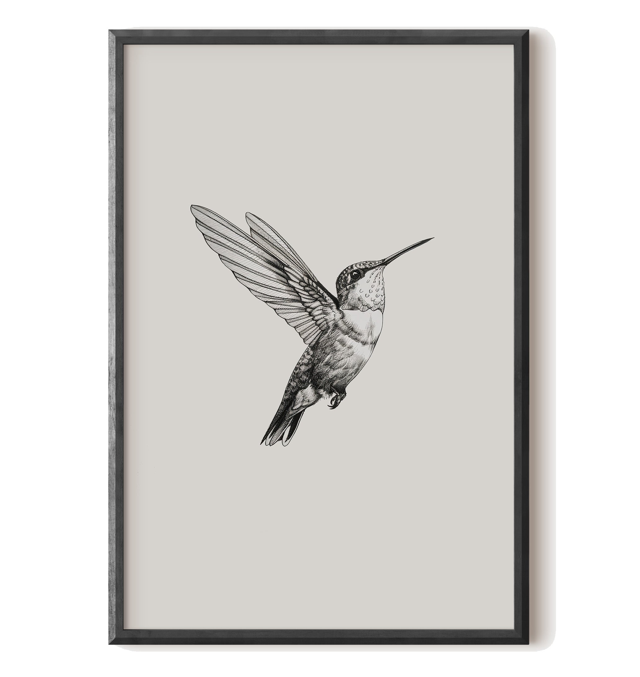 Flying Hummingbird Line Study