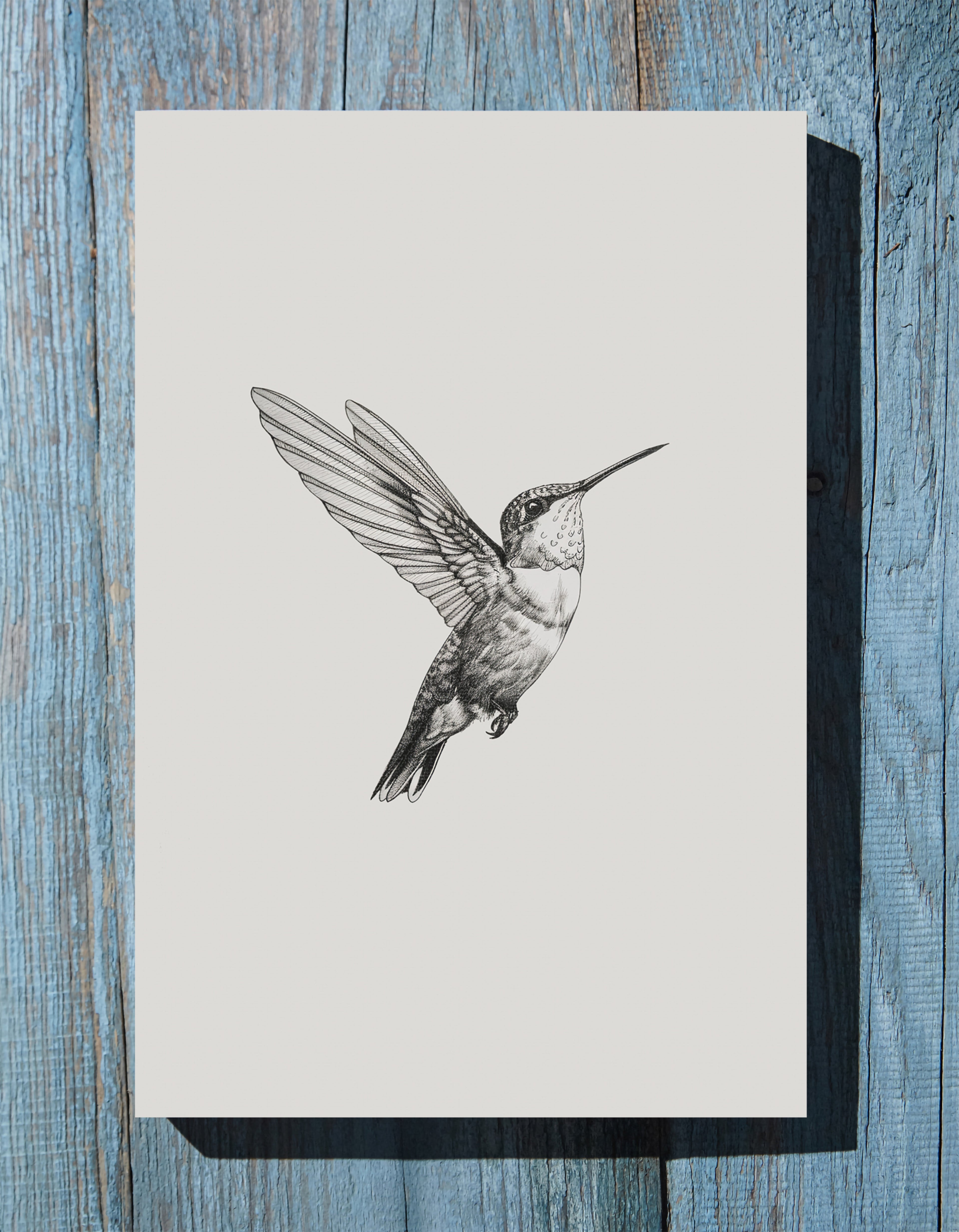 .75" Matte Canvas - Flying Hummingbird Line Study
