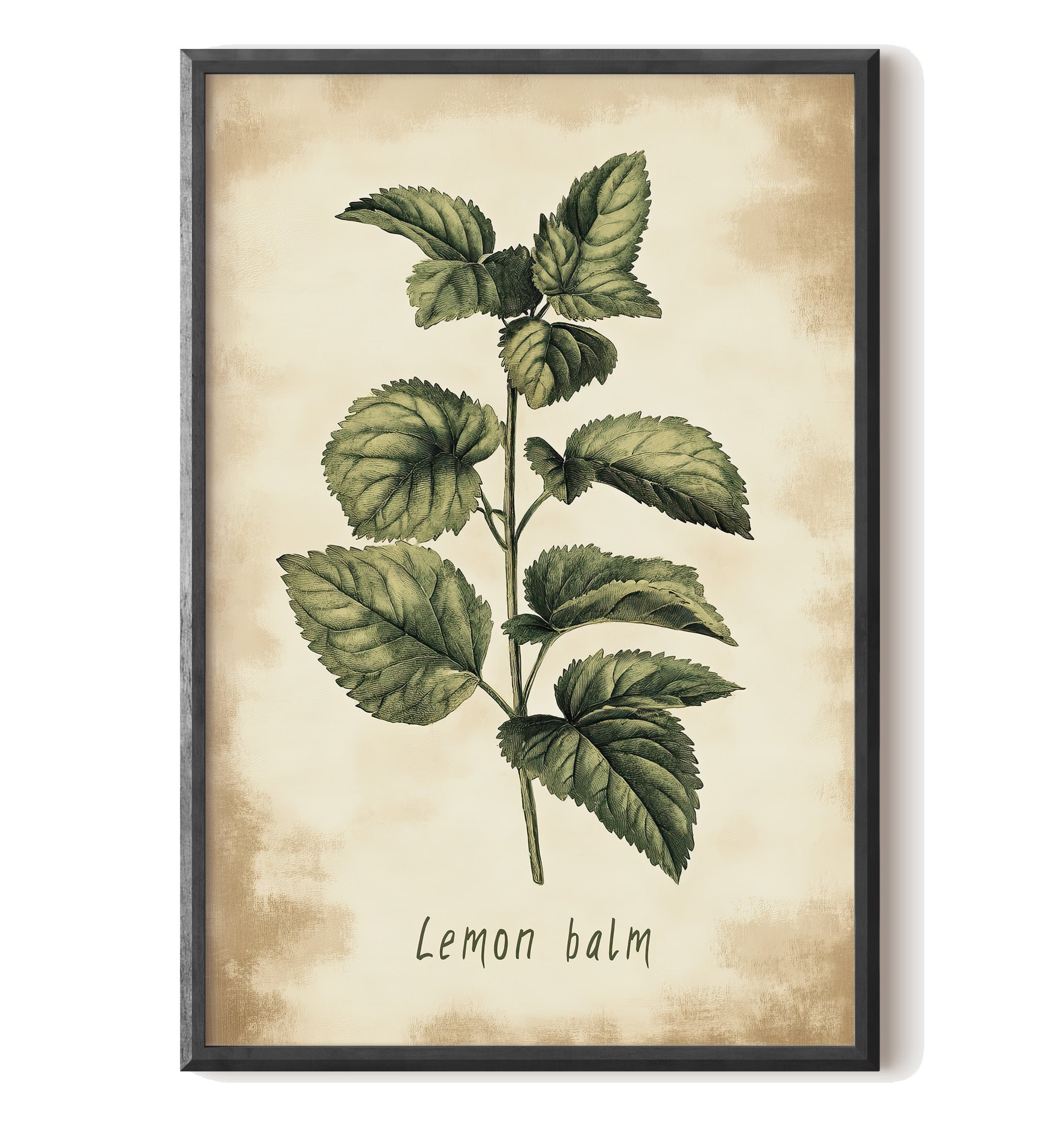 Botanical Lemon Balm Study