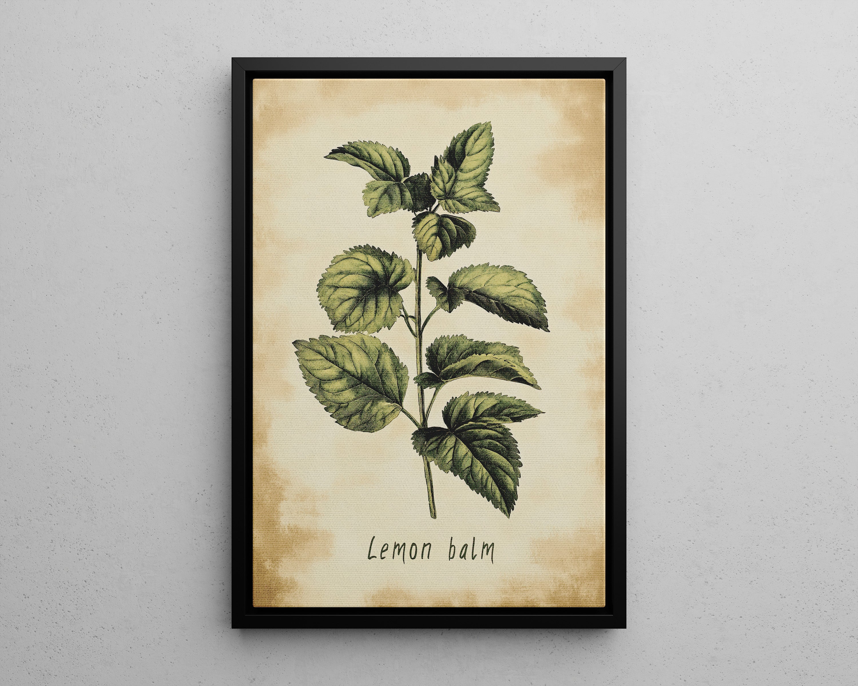 Framed Canvas - Botanical Lemon Balm Study