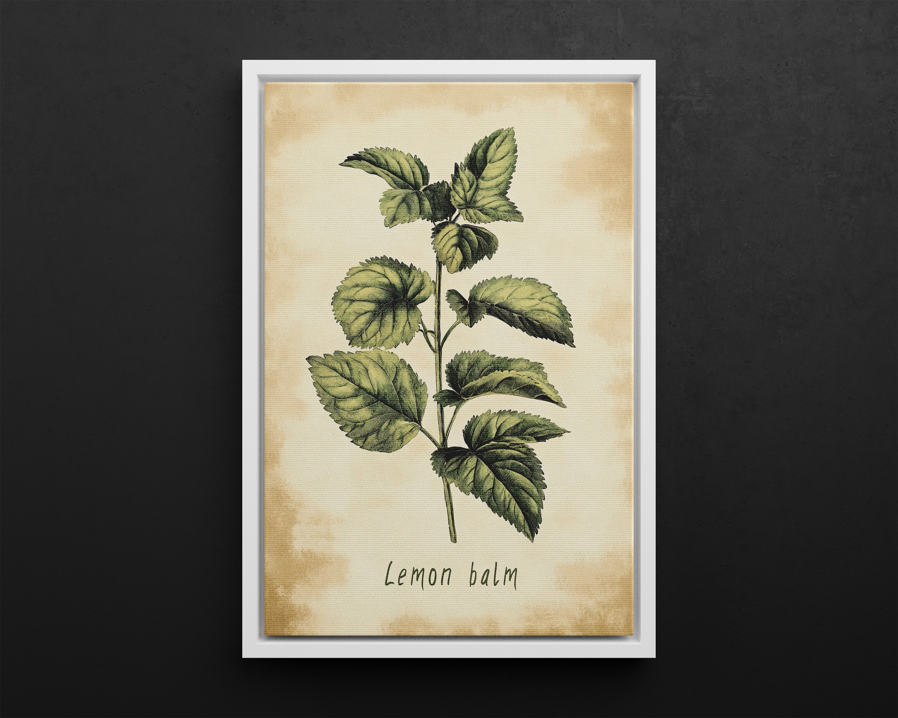 Framed Canvas - Botanical Lemon Balm Study