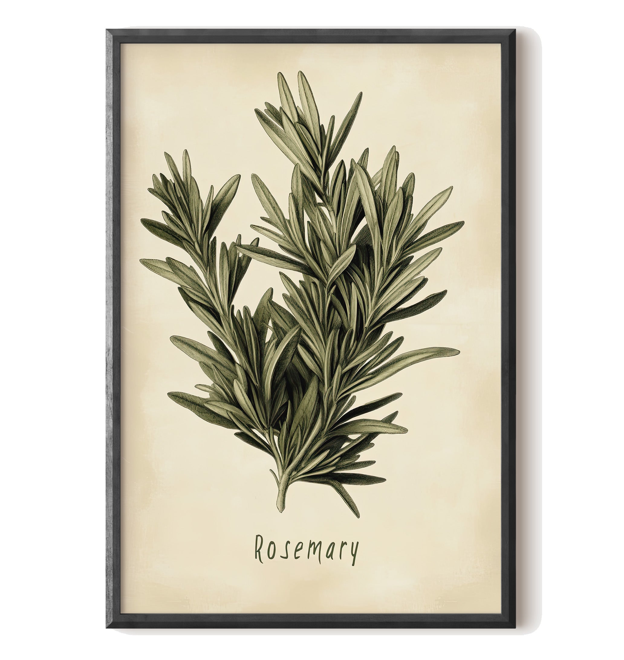 Botanical Rosemary Study Poster | Vintage Kitchen Herb Wall Art
