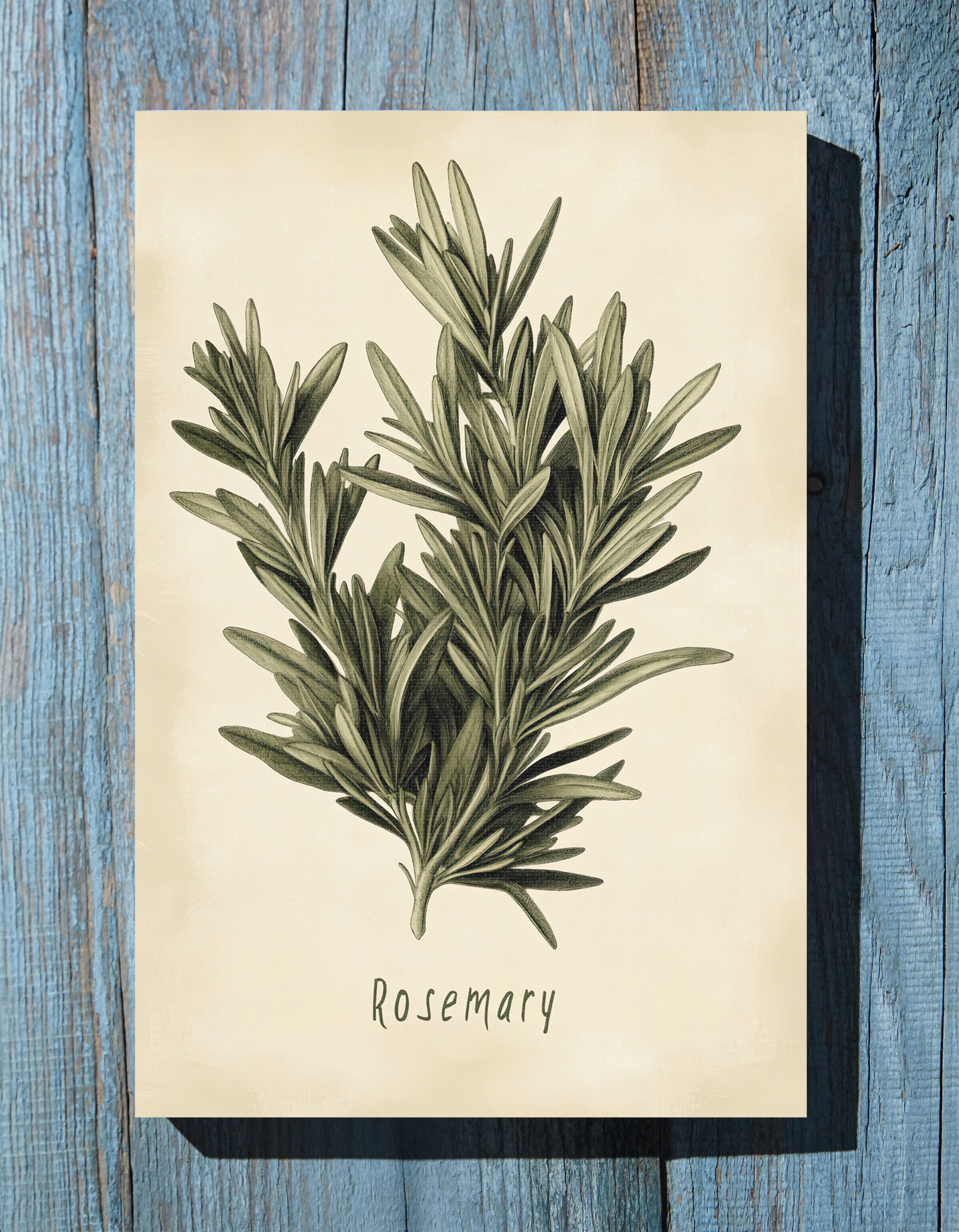.75" Matte Canvas - Botanical Rosemary Study