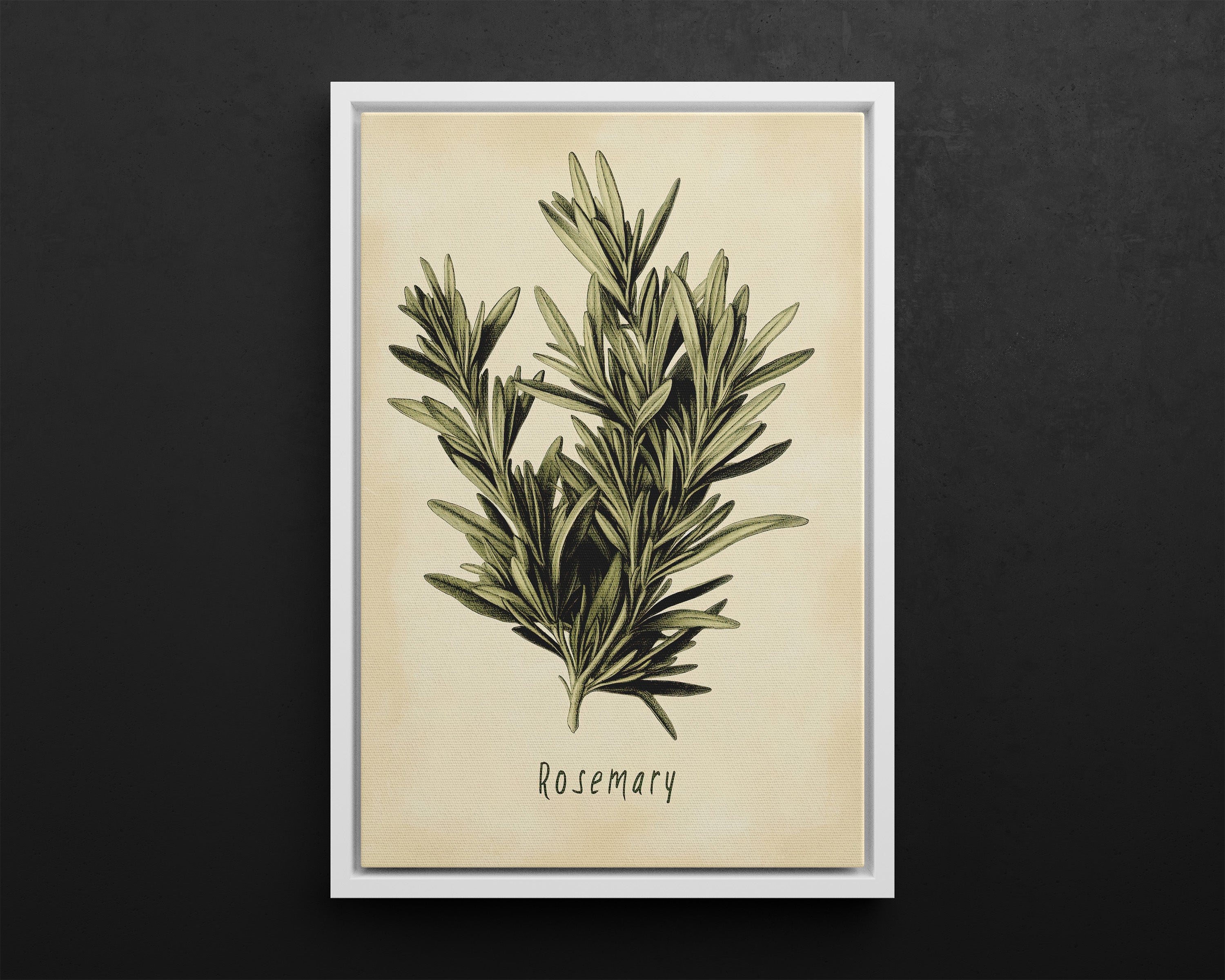 Framed Canvas - Botanical Rosemary Study