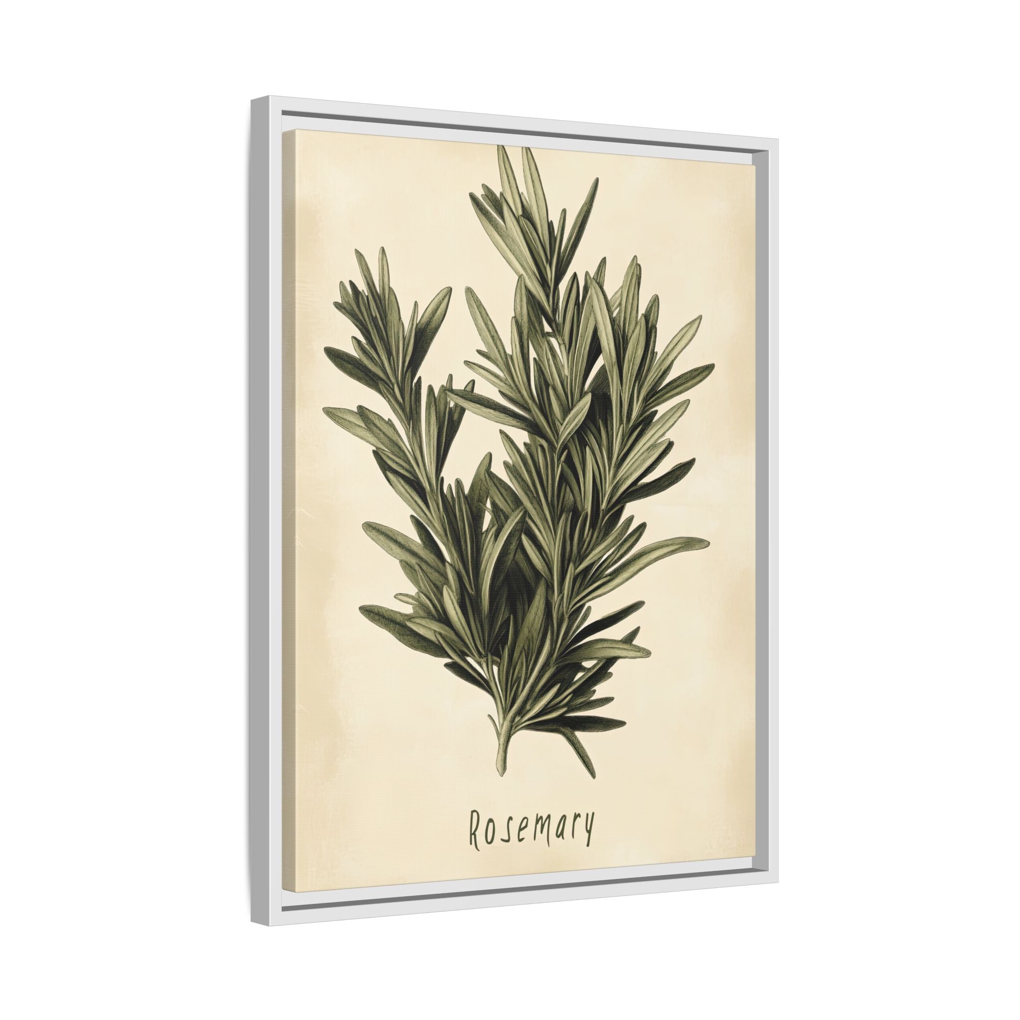 Framed Canvas - Botanical Rosemary Study