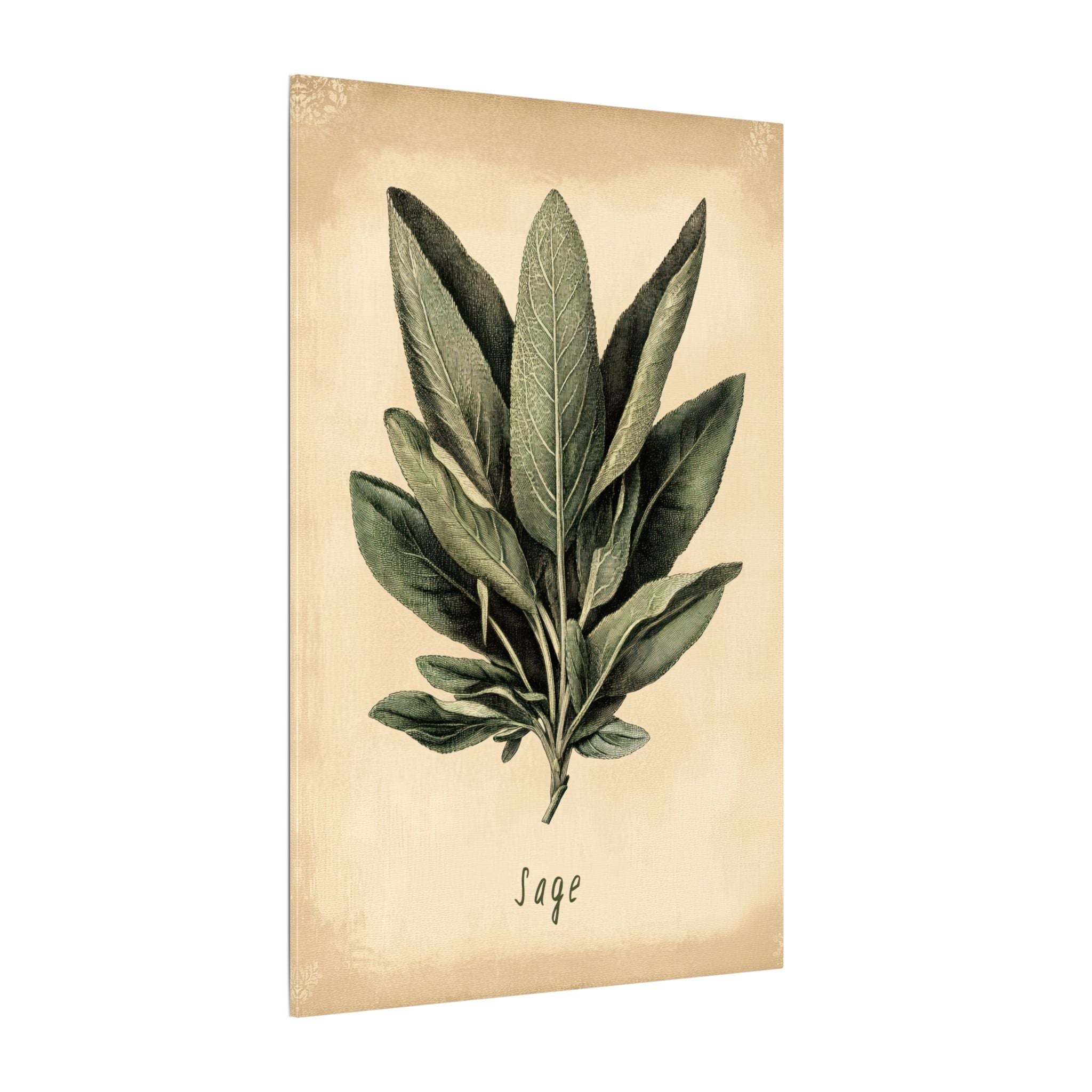 .75" Matte Canvas - Botanical Sage Study
