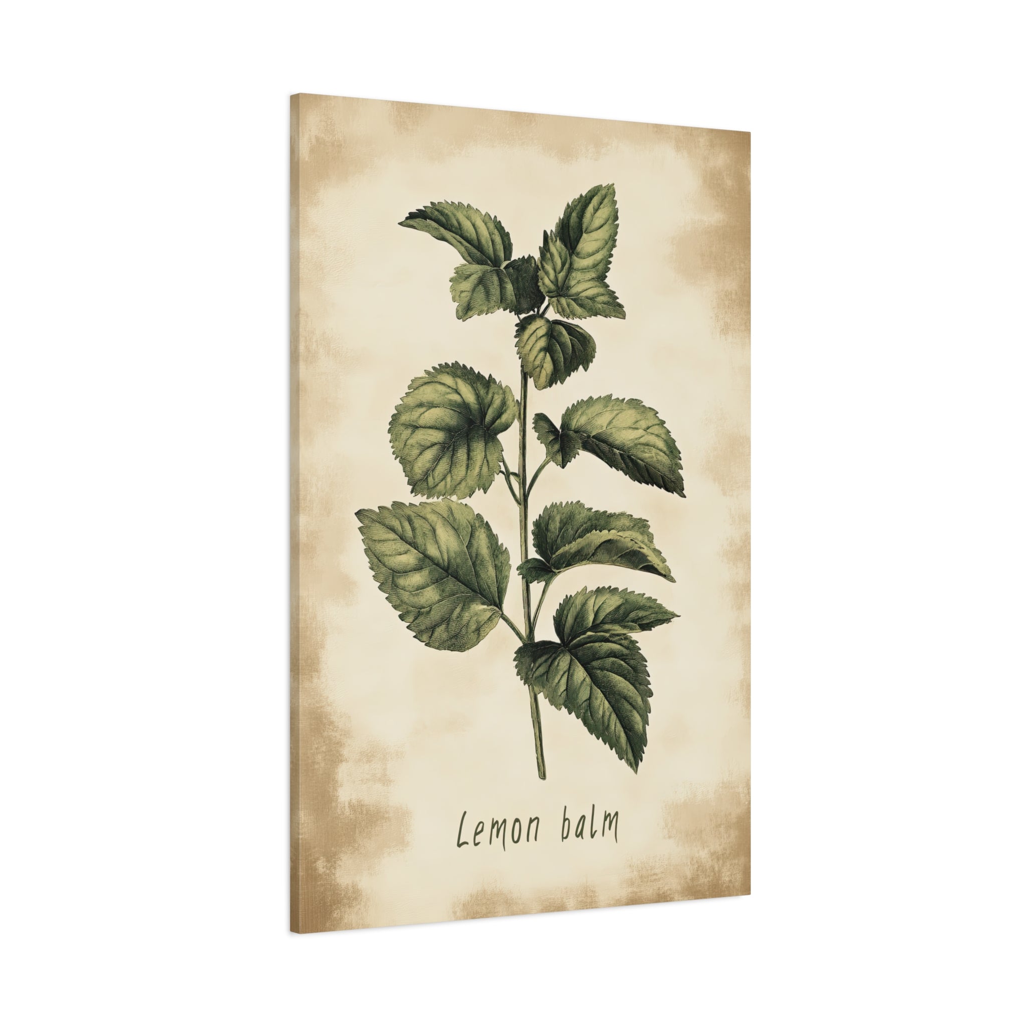 1.25" Matte Canvas - Botanical Lemon Balm Study
