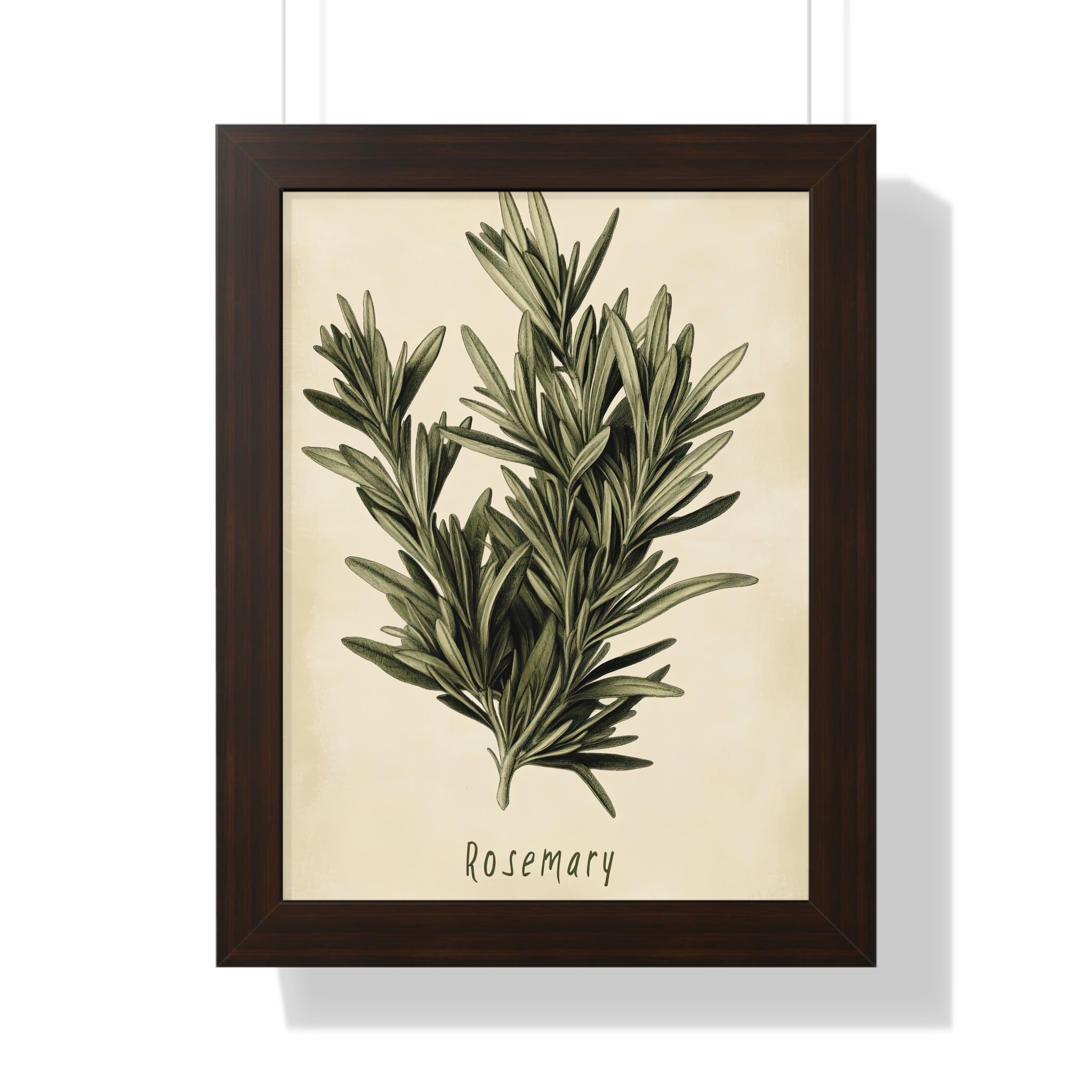 Framed Paper Print - Botanical Rosemary Study