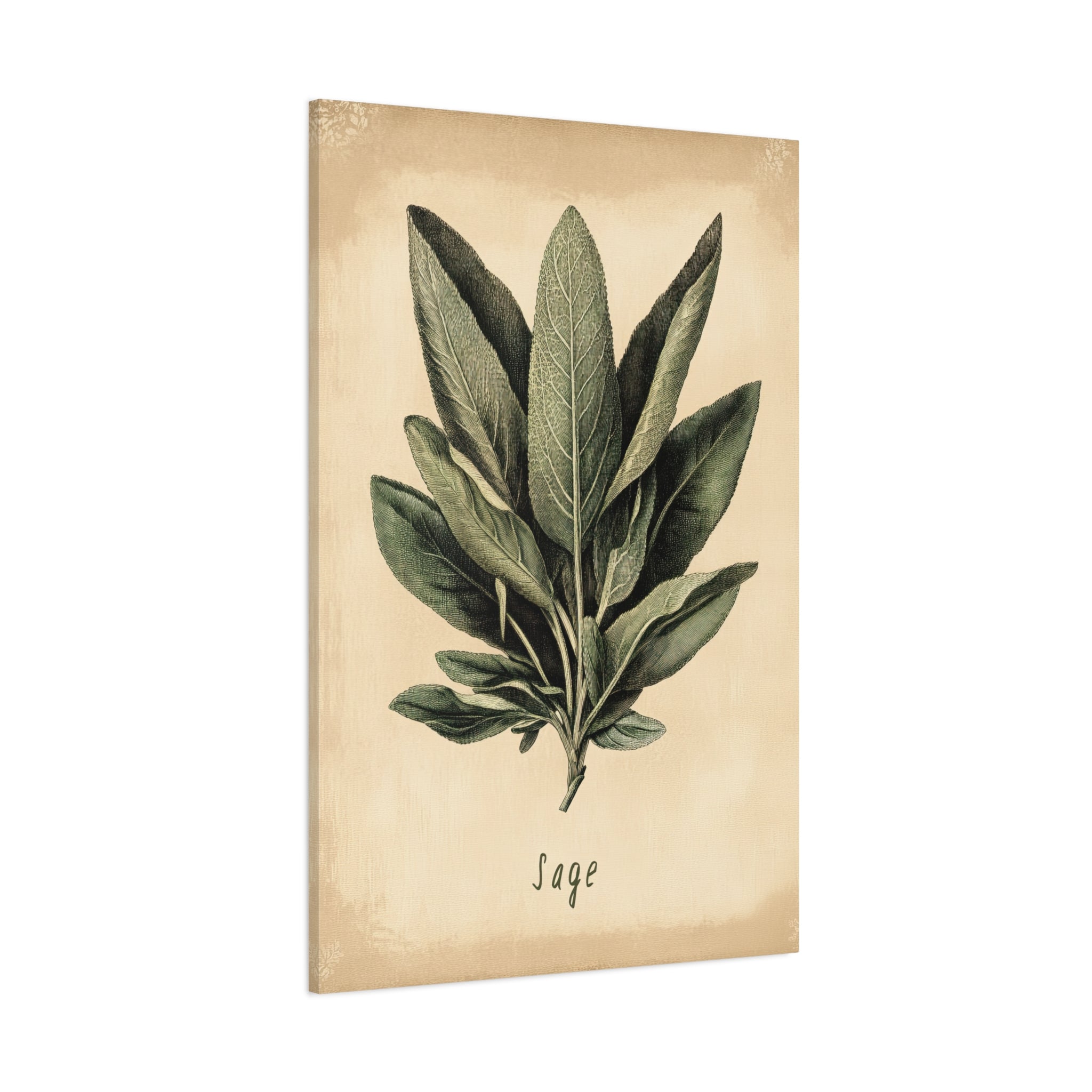1.25" Matte Canvas - Botanical Sage Study