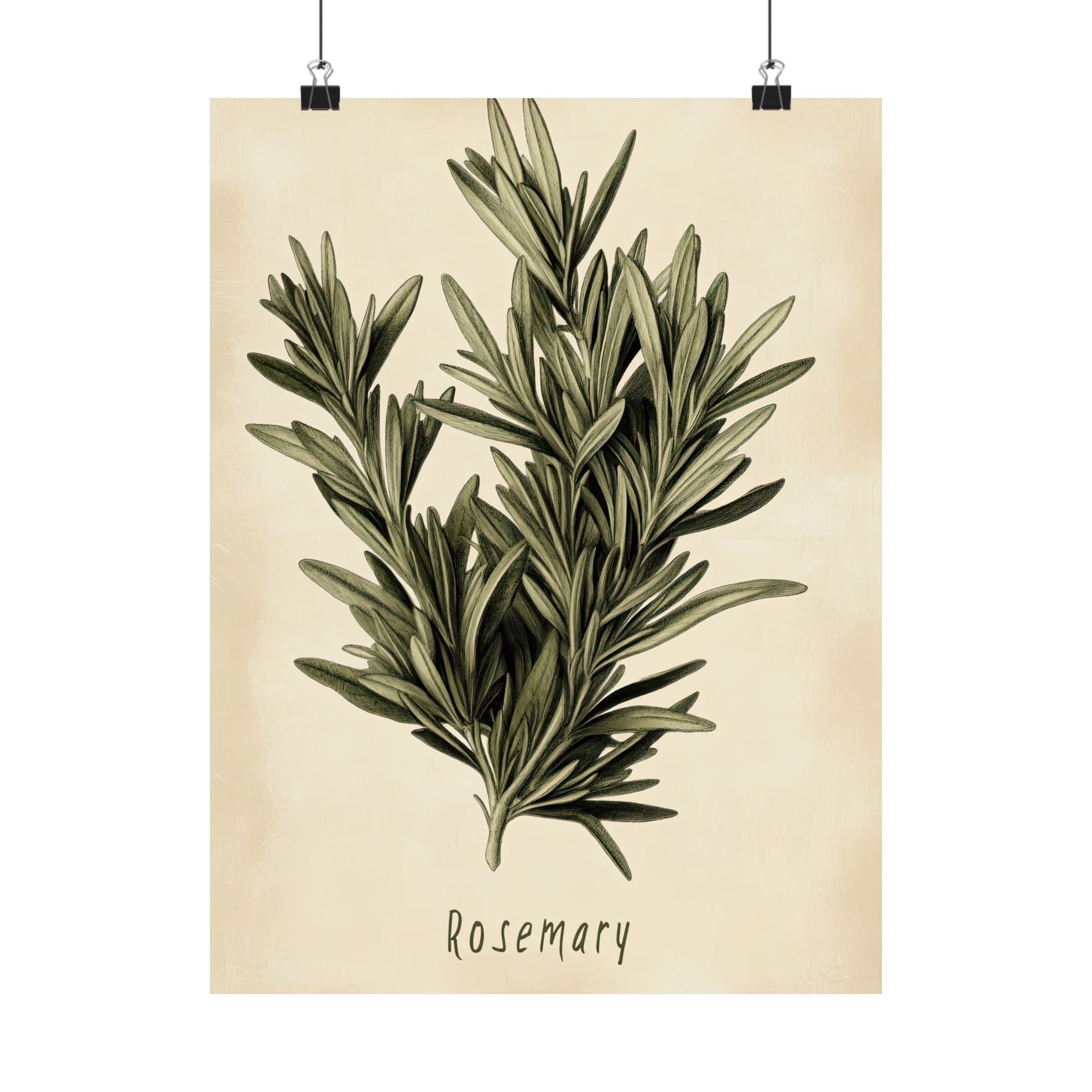 Botanical Rosemary Study