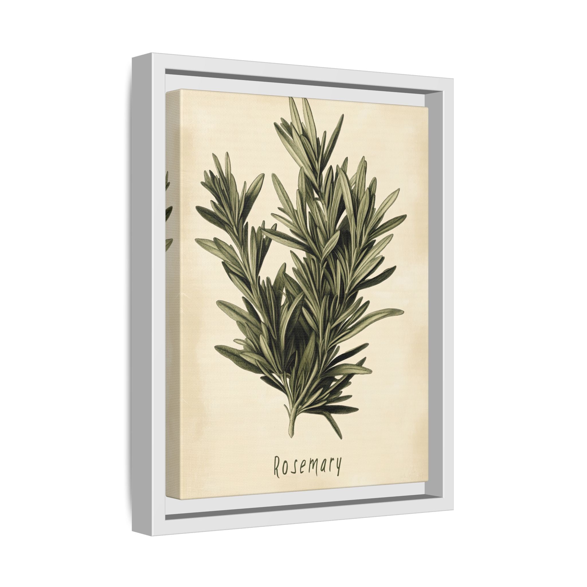 Framed Canvas - Botanical Rosemary Study