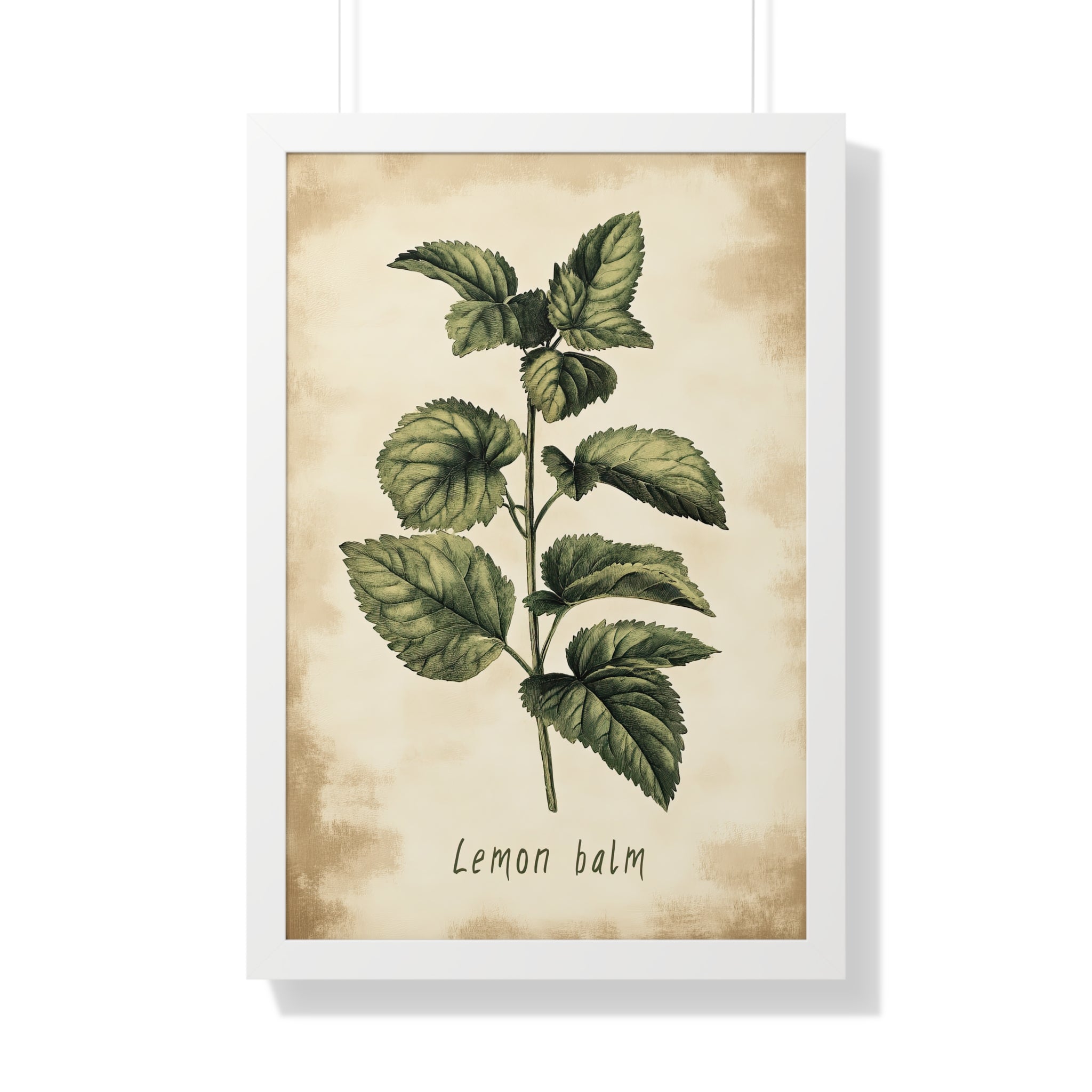 Framed Paper Print - Botanical Lemon Balm Study