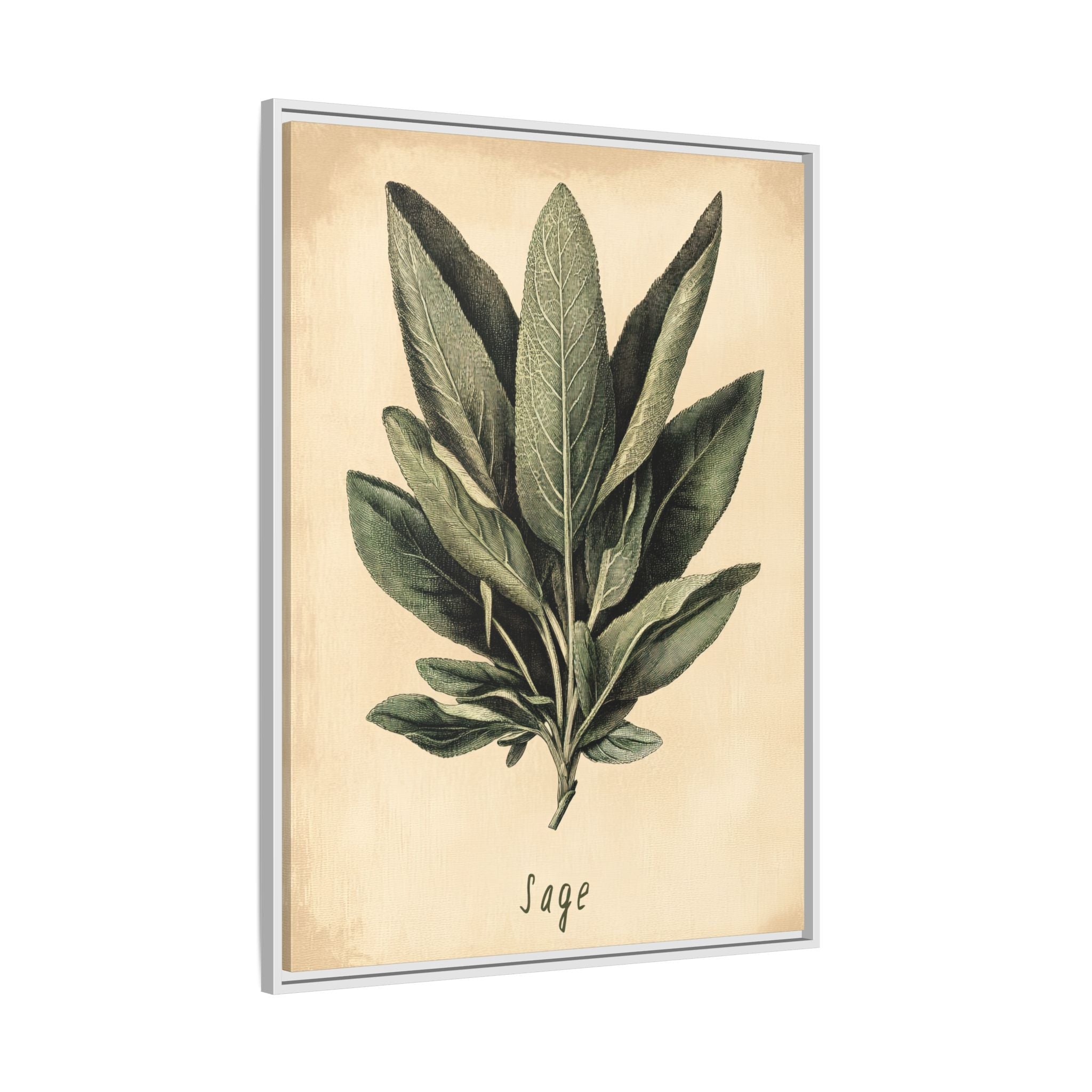 Framed Canvas - Botanical Sage Study