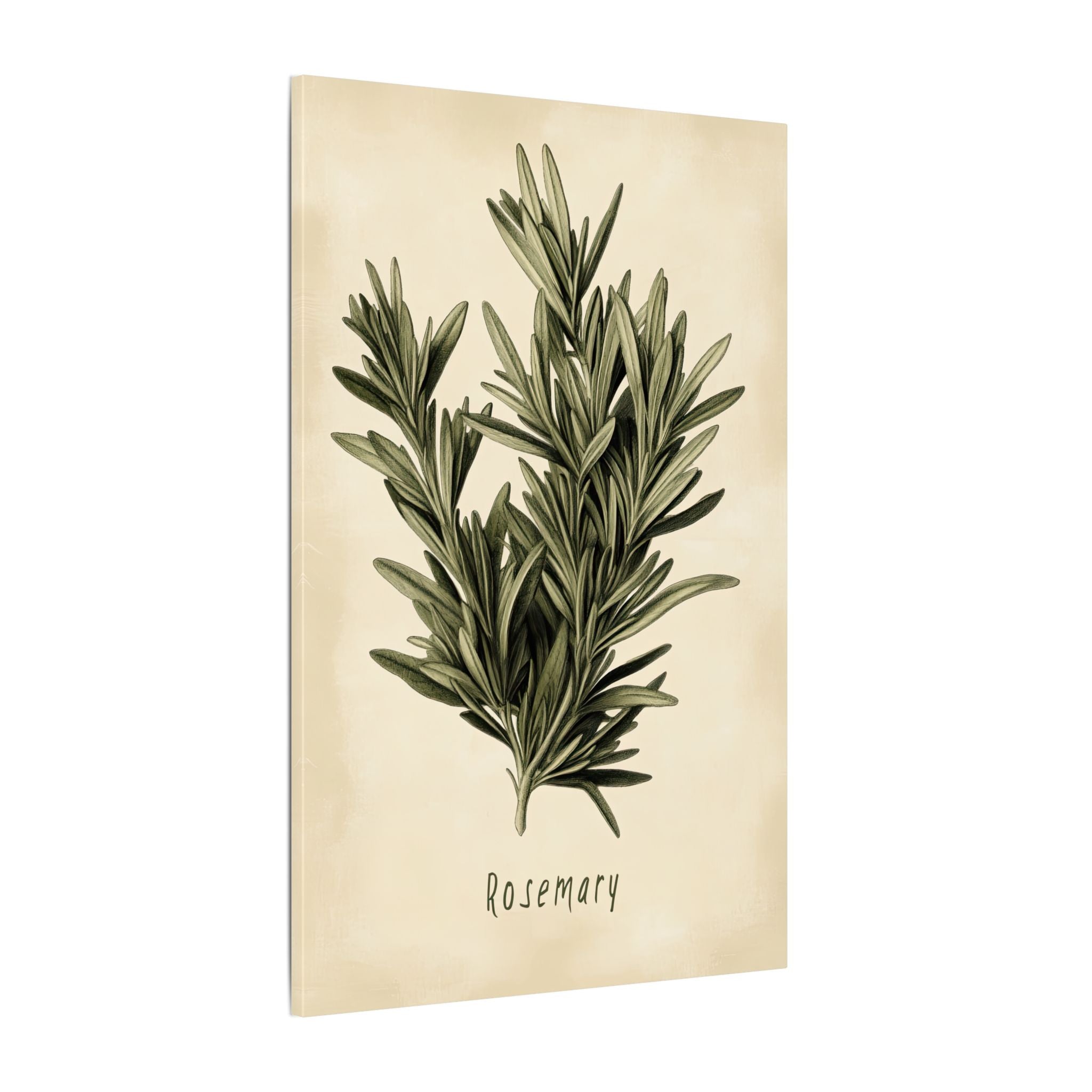 .75" Matte Canvas - Botanical Rosemary Study
