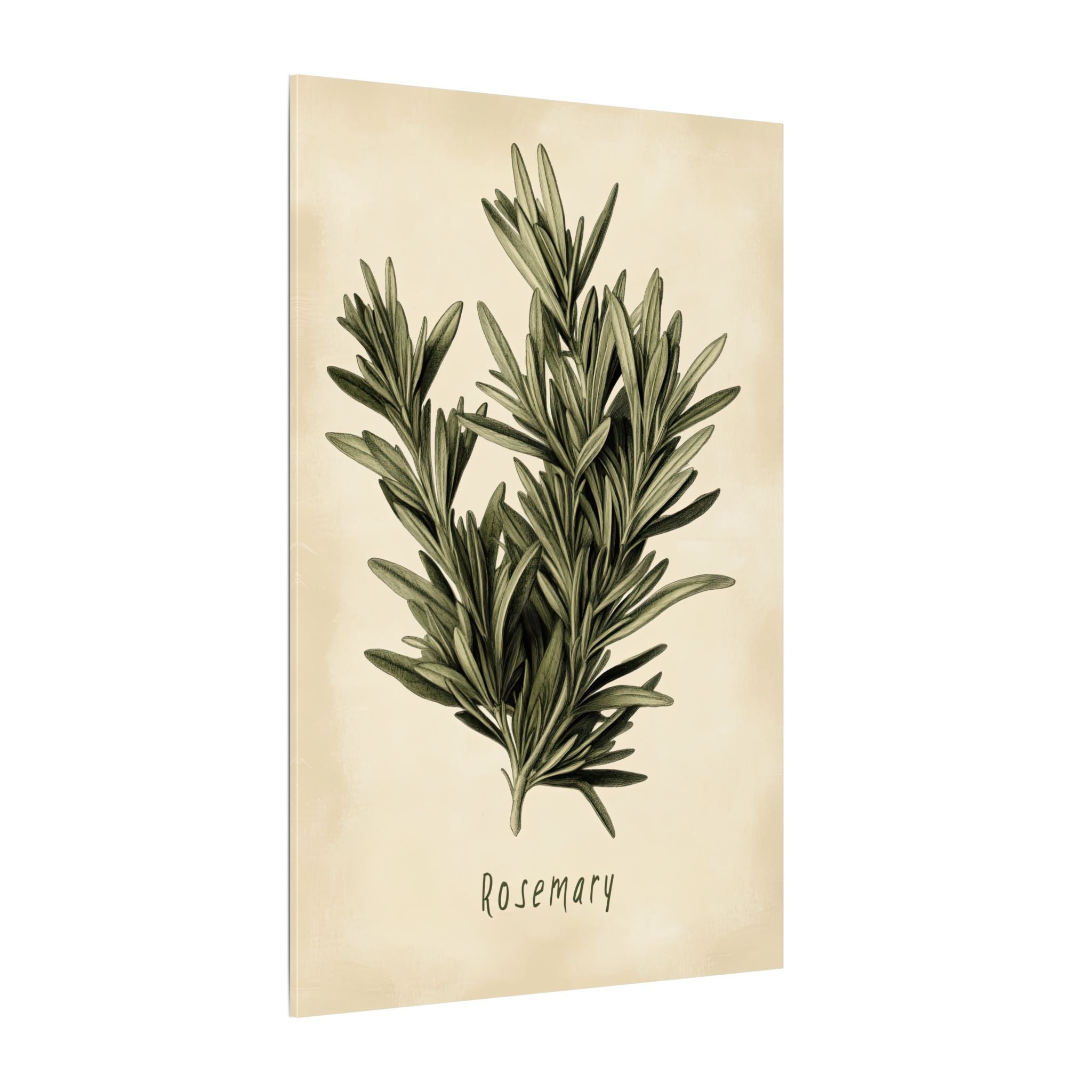 .75" Matte Canvas - Botanical Rosemary Study