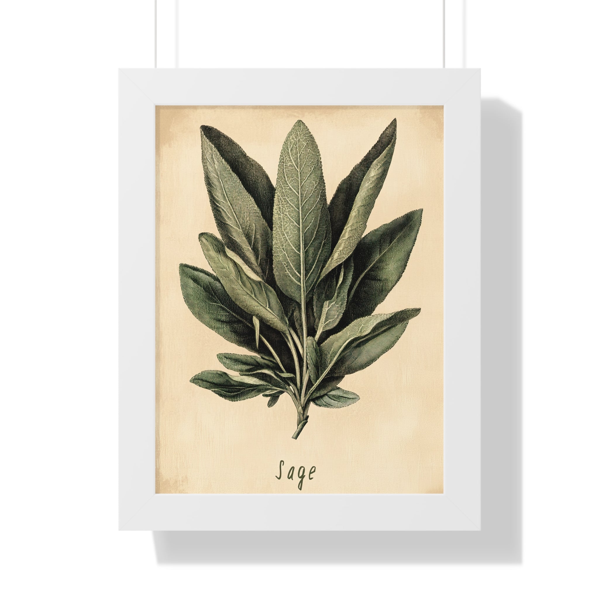 Framed Paper Print - Botanical Sage Study