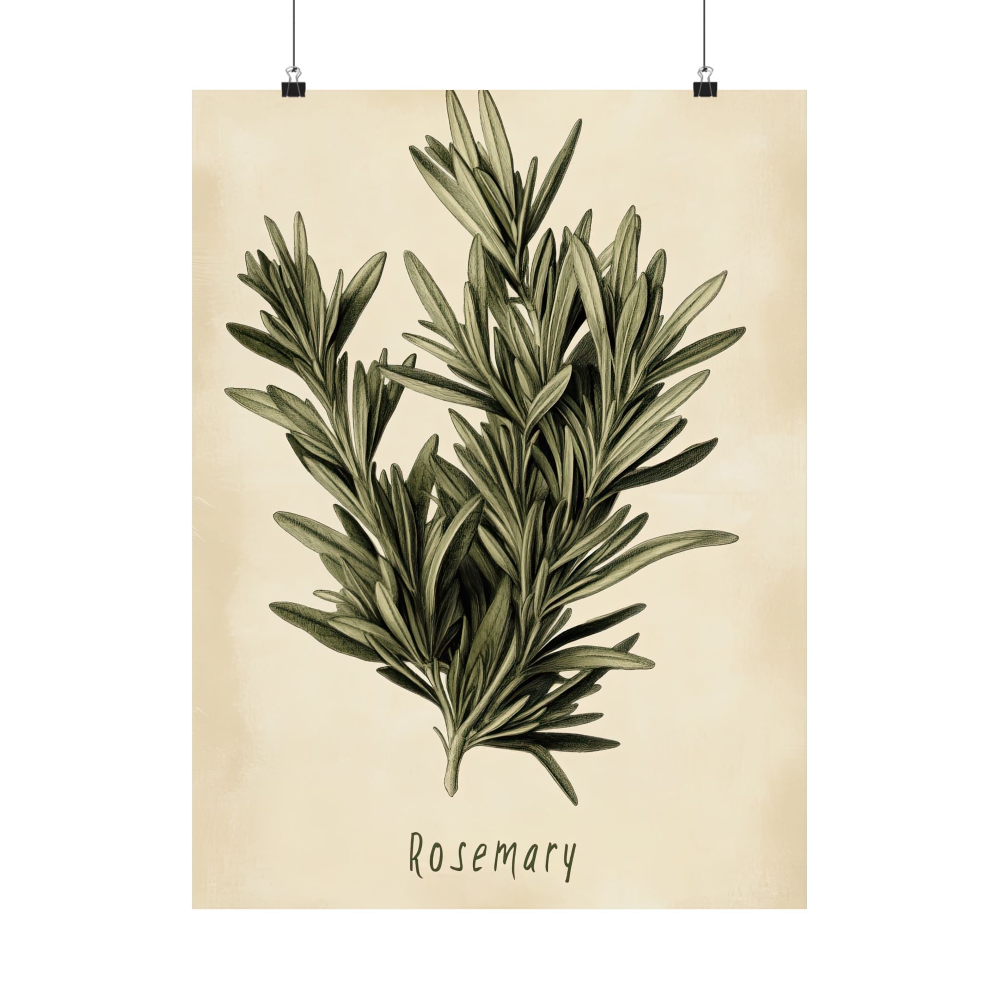 Botanical Rosemary Study