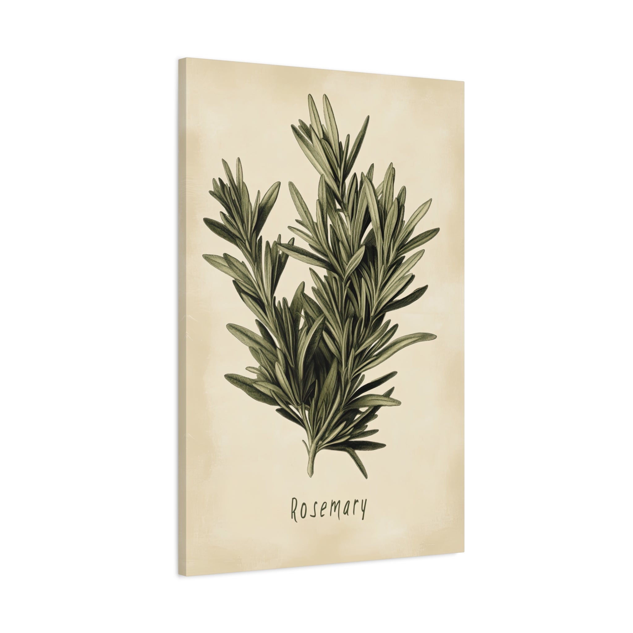 1.25" Matte Canvas - Botanical Rosemary Study