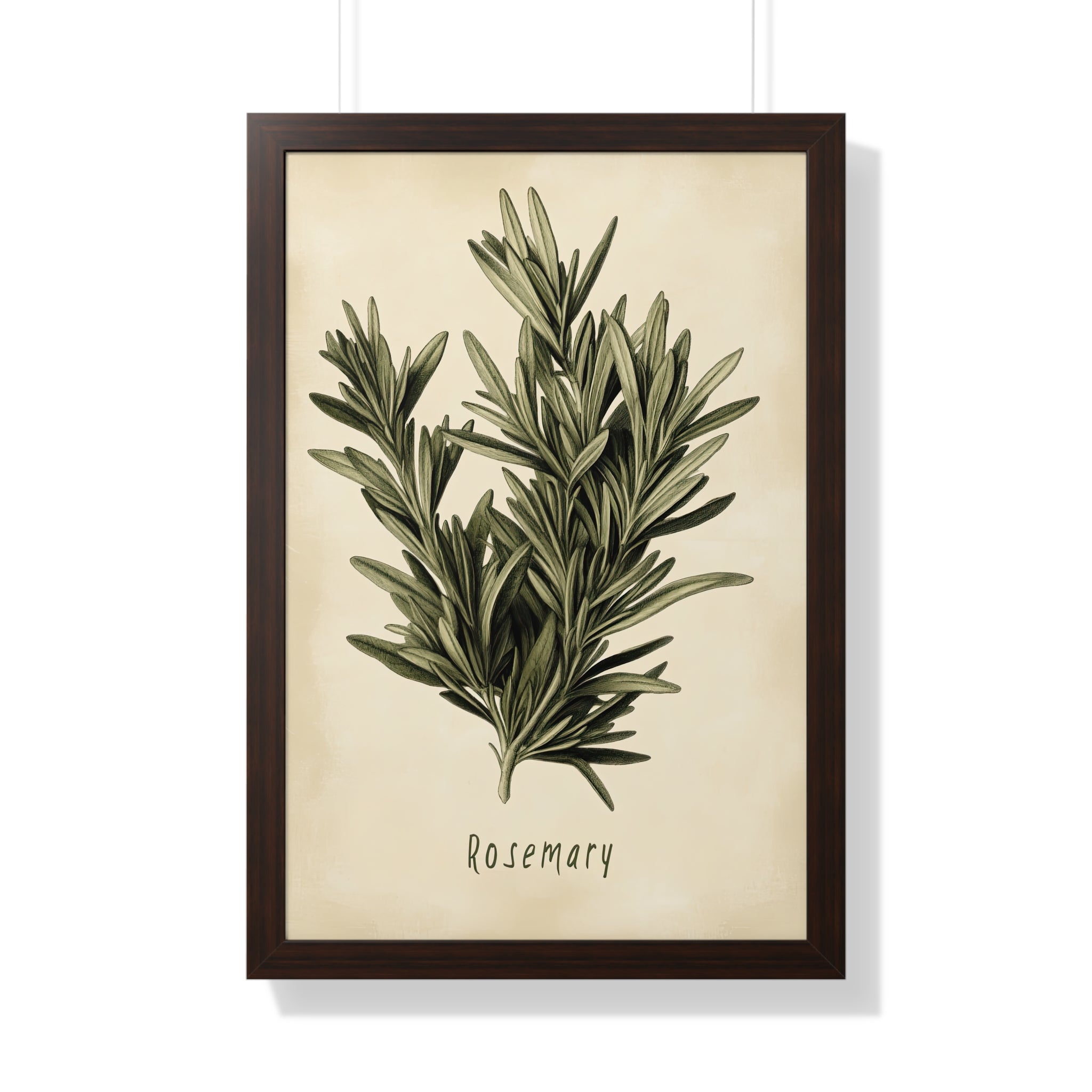 Framed Paper Print - Botanical Rosemary Study
