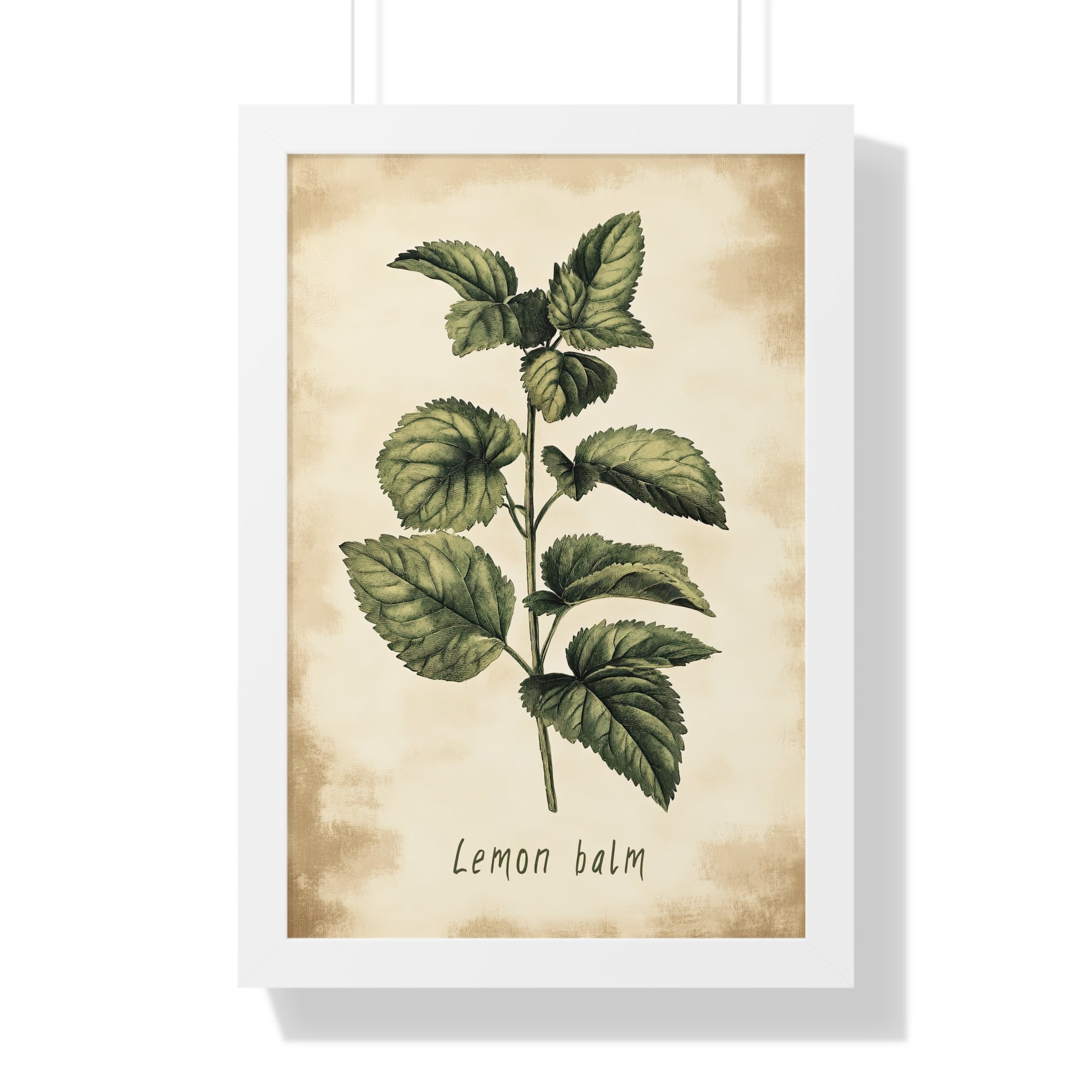 Framed Paper Print - Botanical Lemon Balm Study