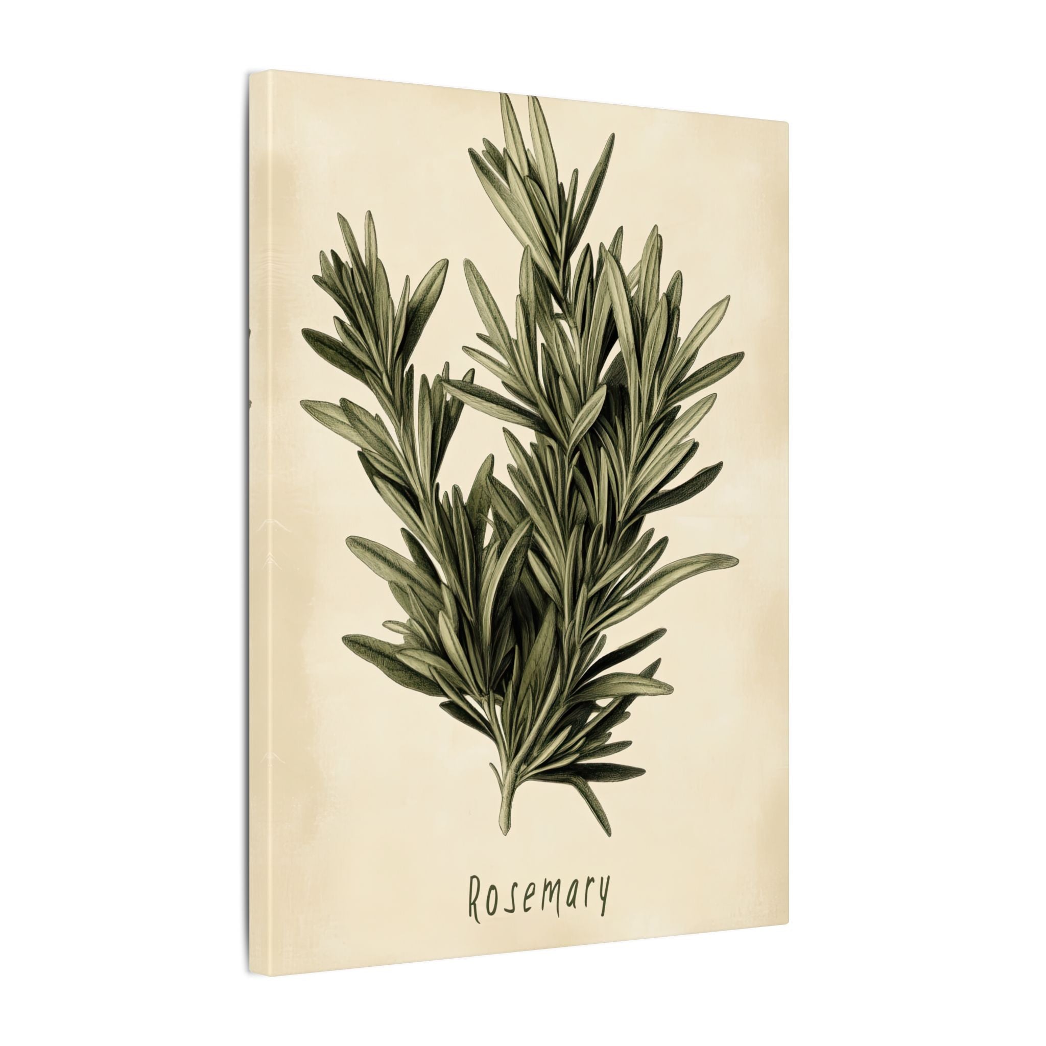 .75" Matte Canvas - Botanical Rosemary Study