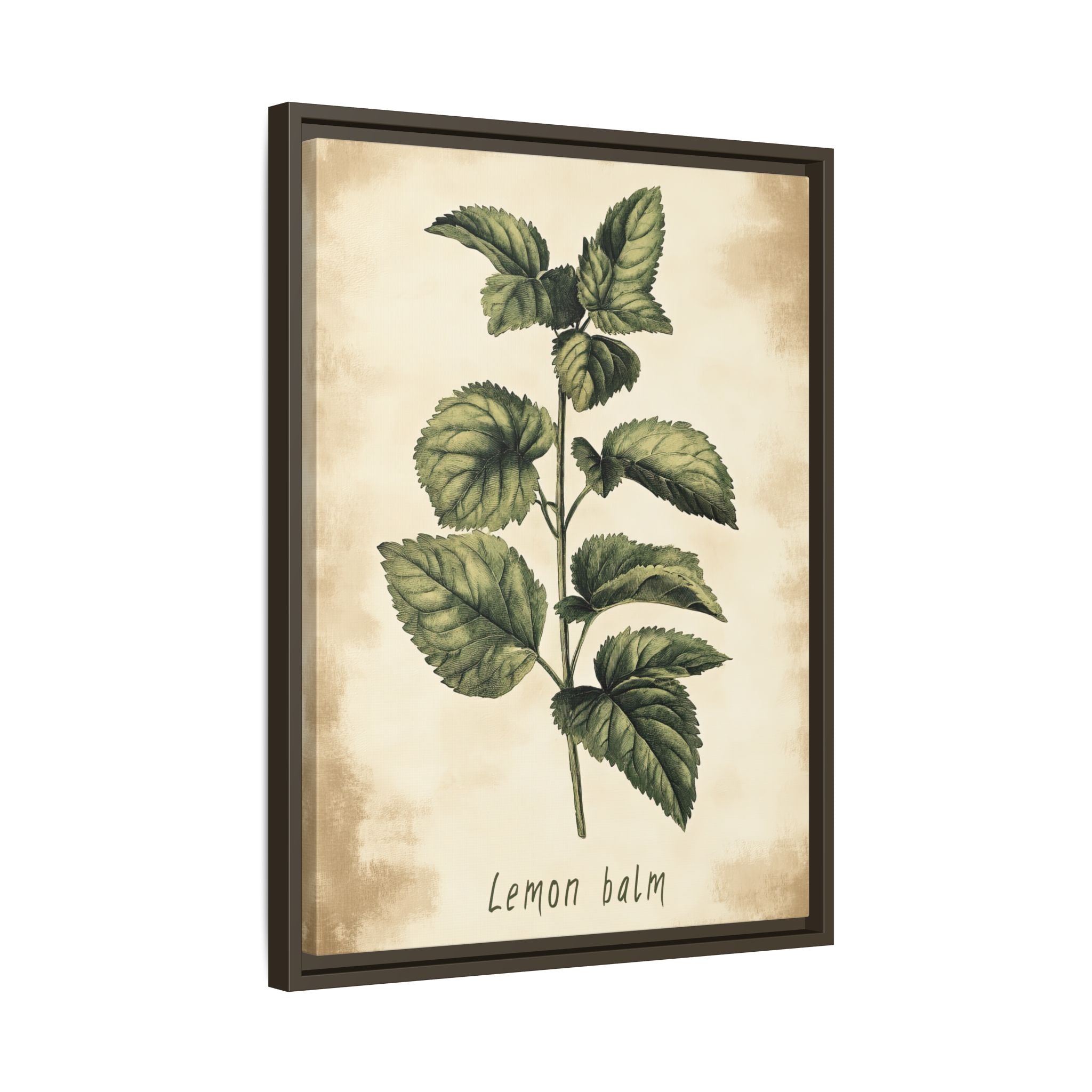 Framed Canvas - Botanical Lemon Balm Study