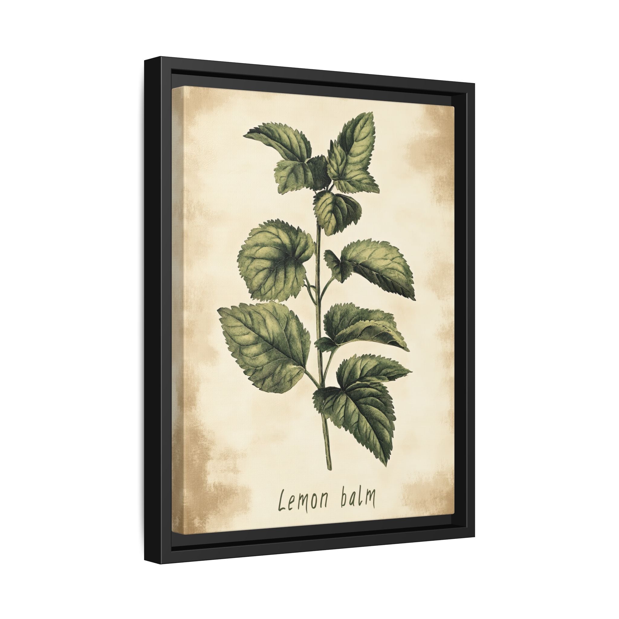 Framed Canvas - Botanical Lemon Balm Study