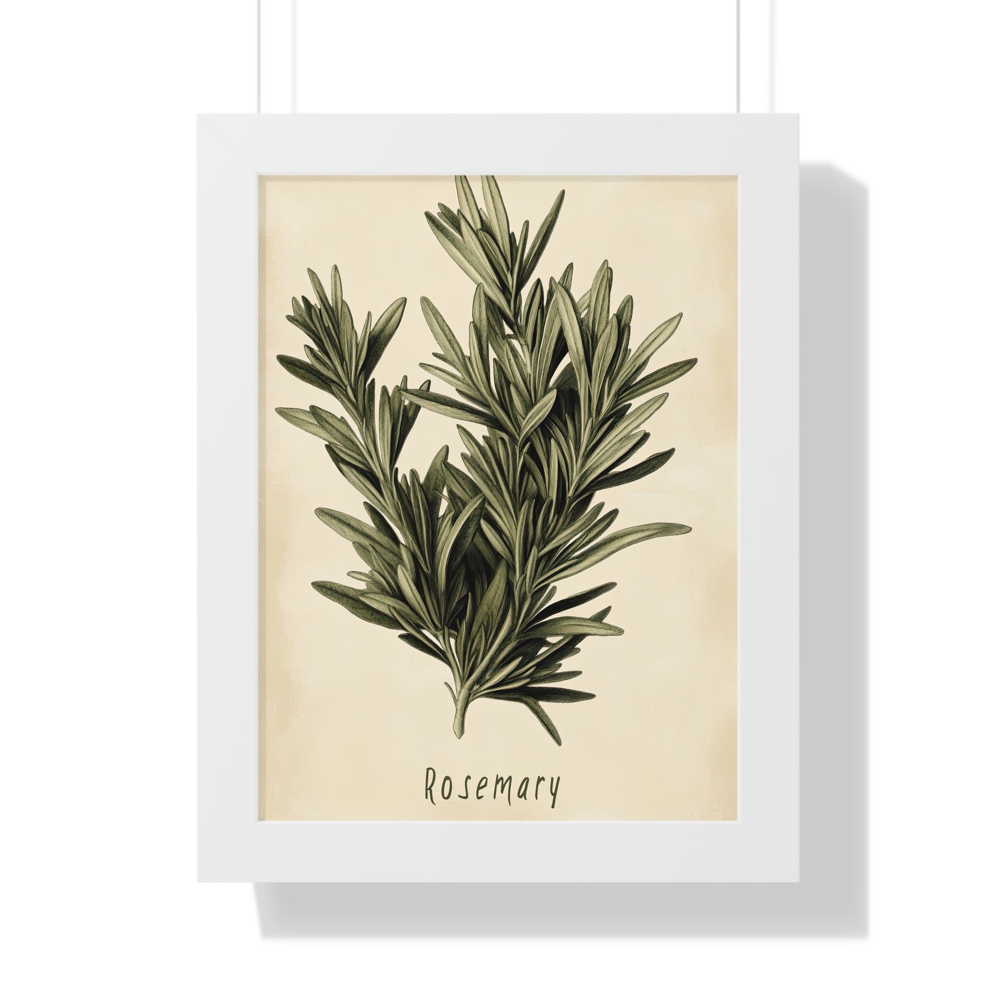 Framed Paper Print - Botanical Rosemary Study