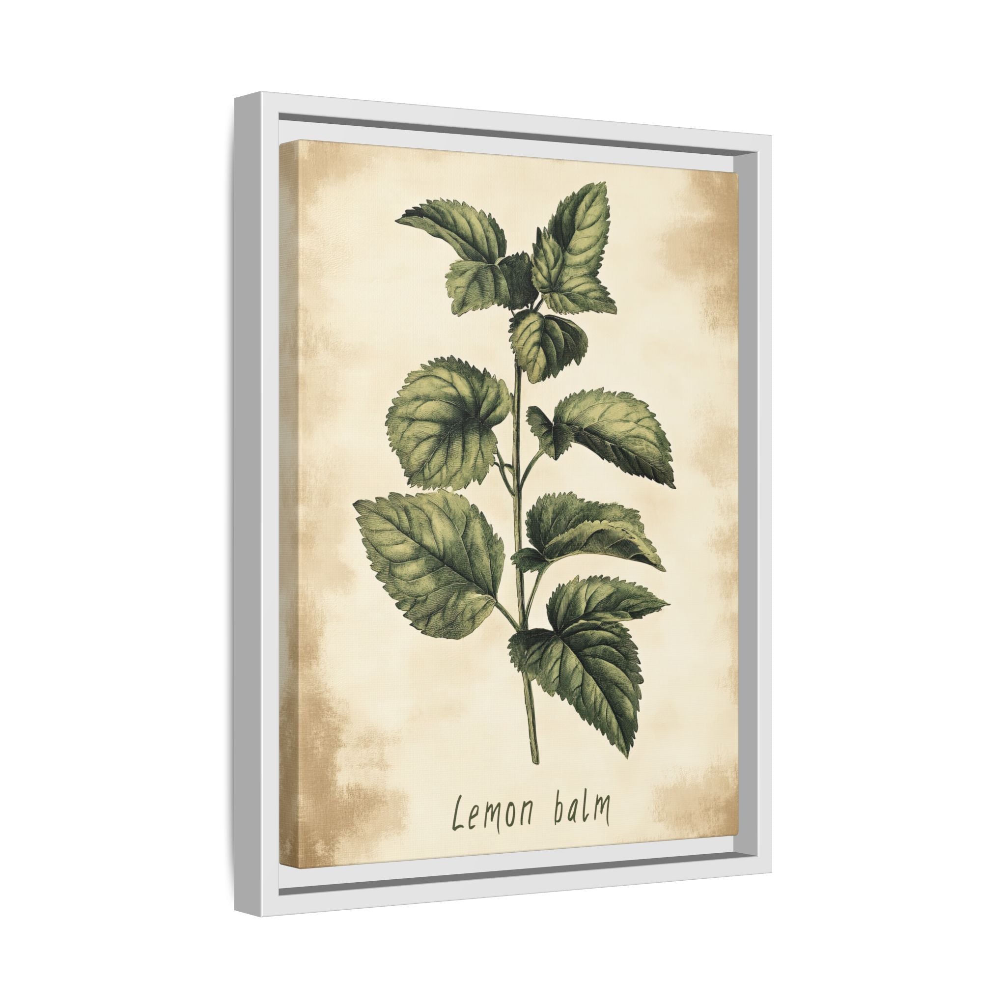 Framed Canvas - Botanical Lemon Balm Study