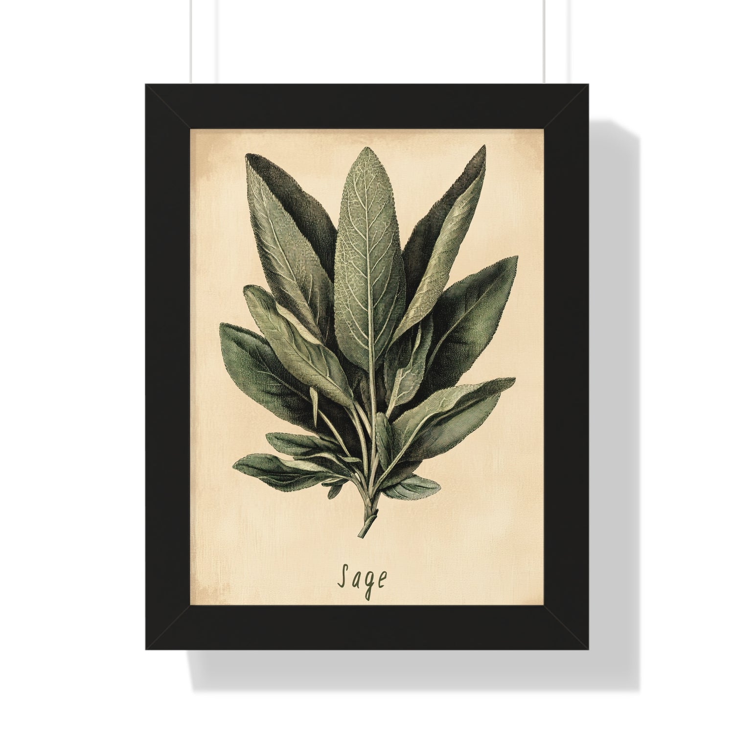 Framed Paper Print - Botanical Sage Study