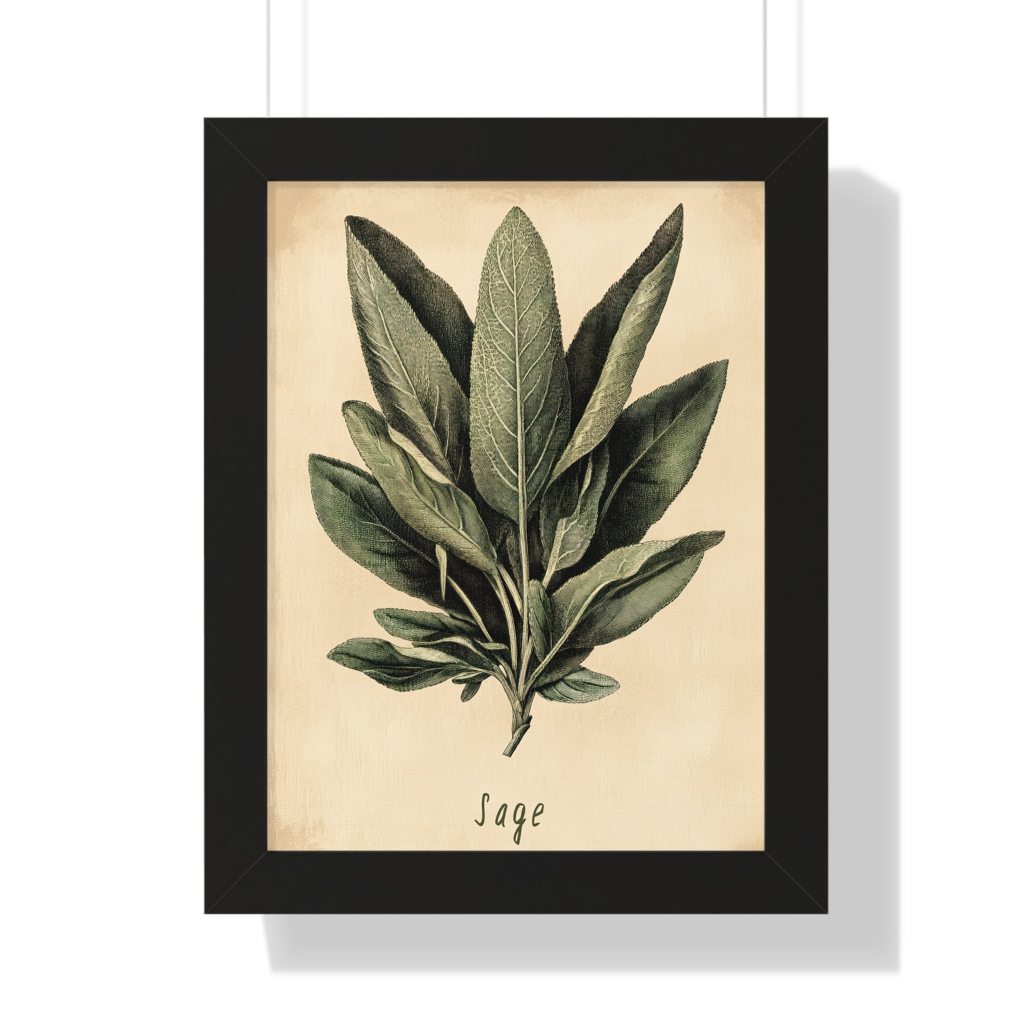 Framed Paper Print - Botanical Sage Study