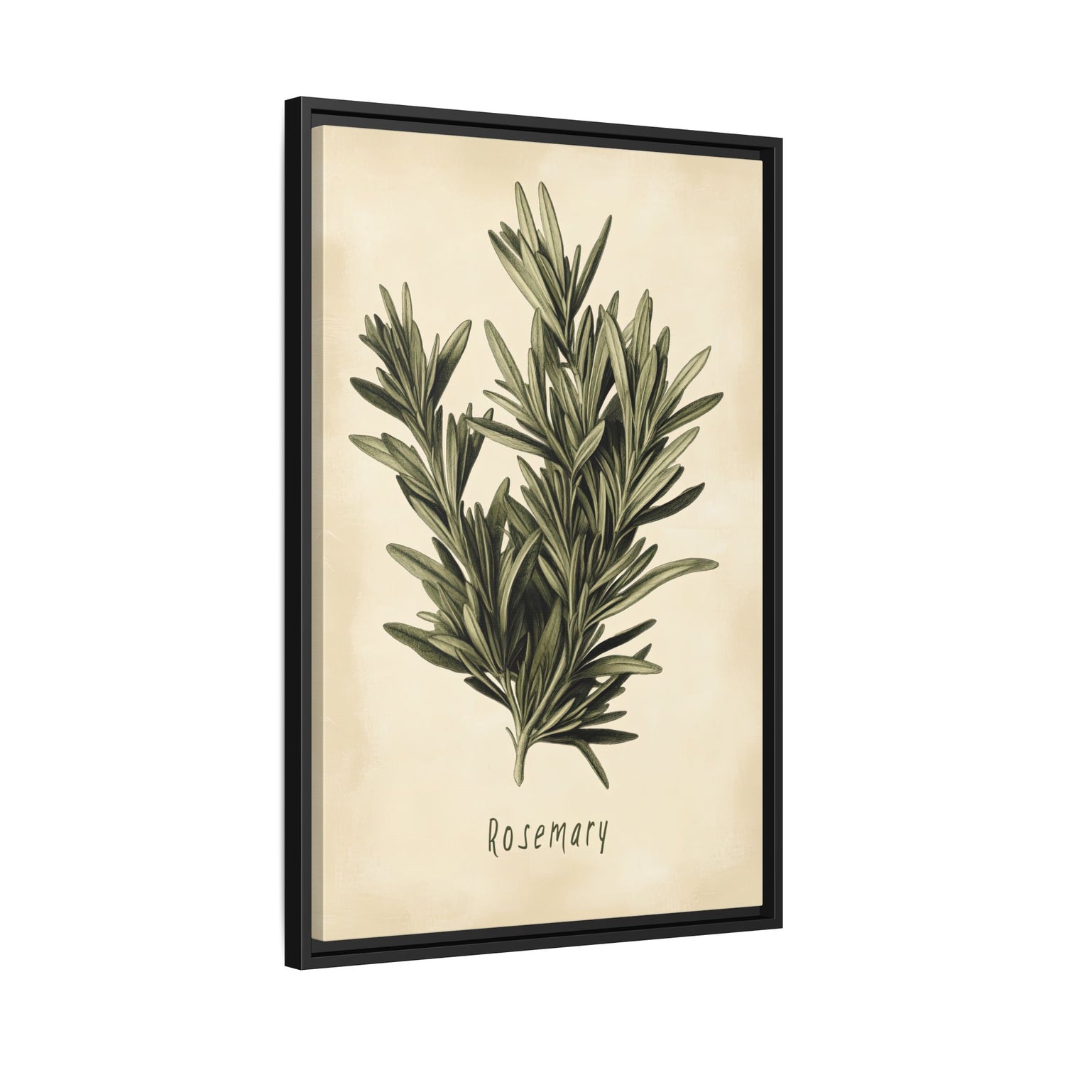 Framed Canvas - Botanical Rosemary Study