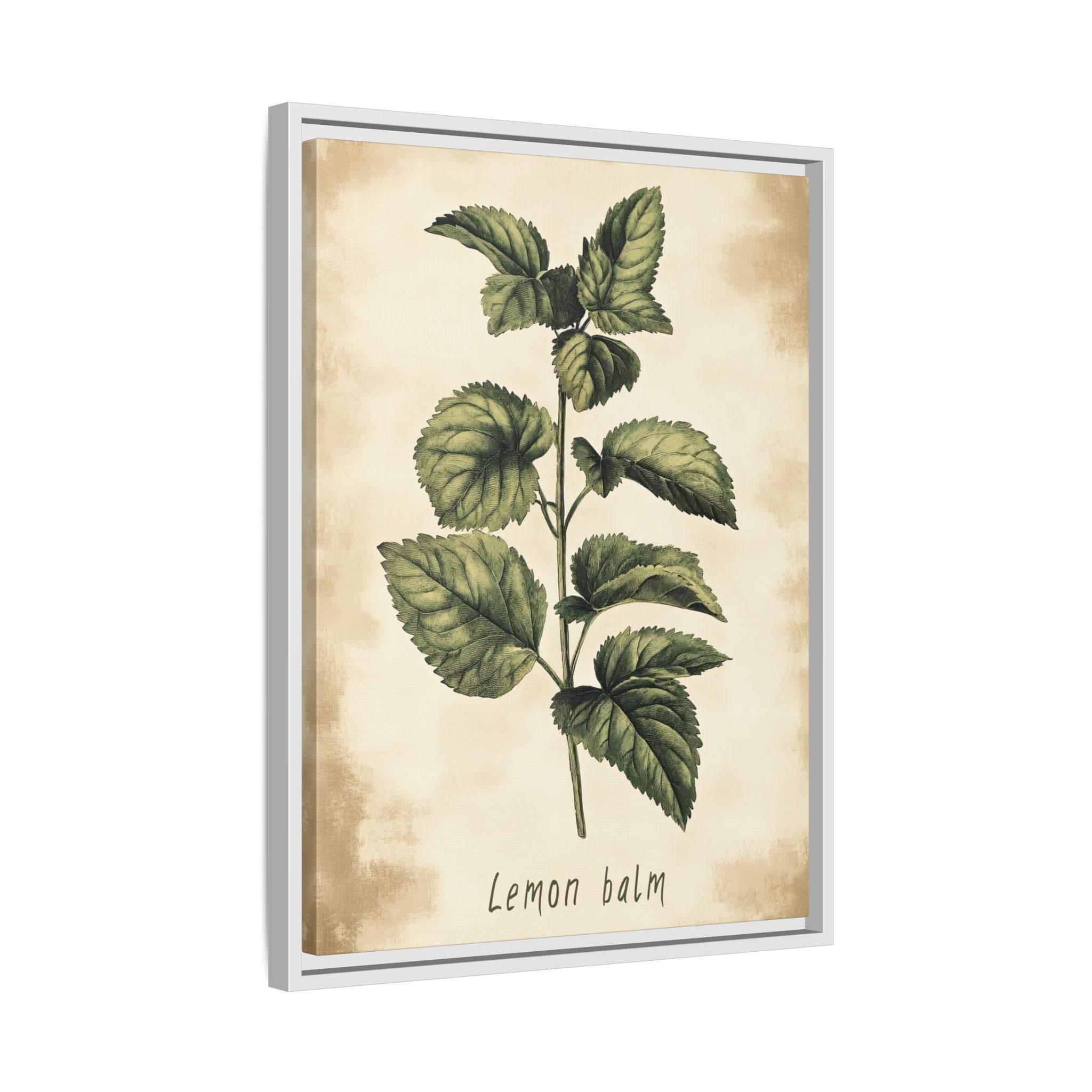 Framed Canvas - Botanical Lemon Balm Study