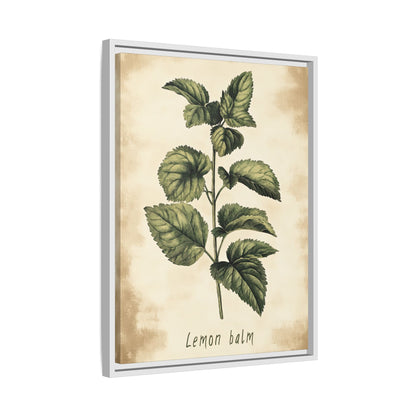 Framed Canvas - Botanical Lemon Balm Study
