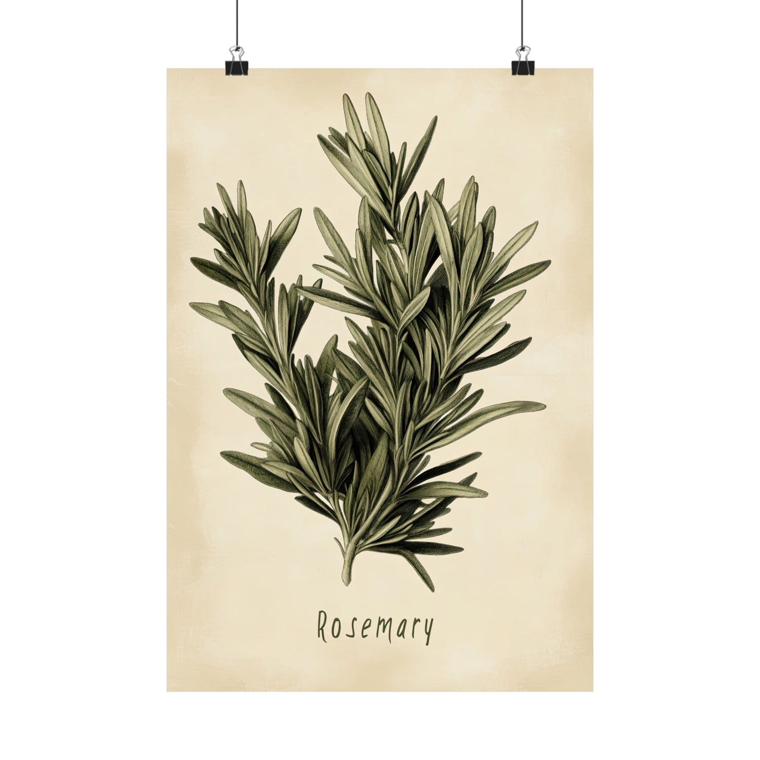 Botanical Rosemary Study