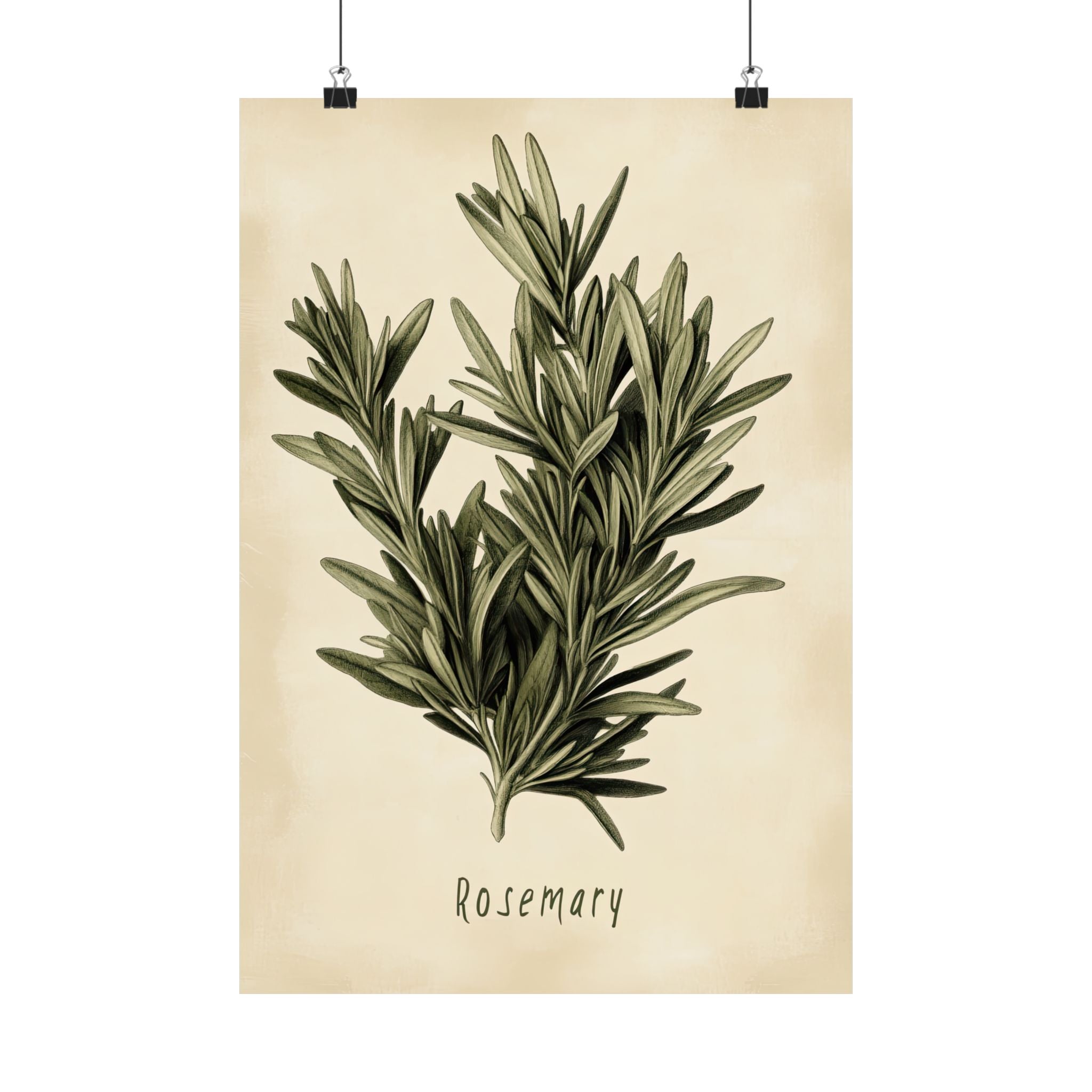 Botanical Rosemary Study